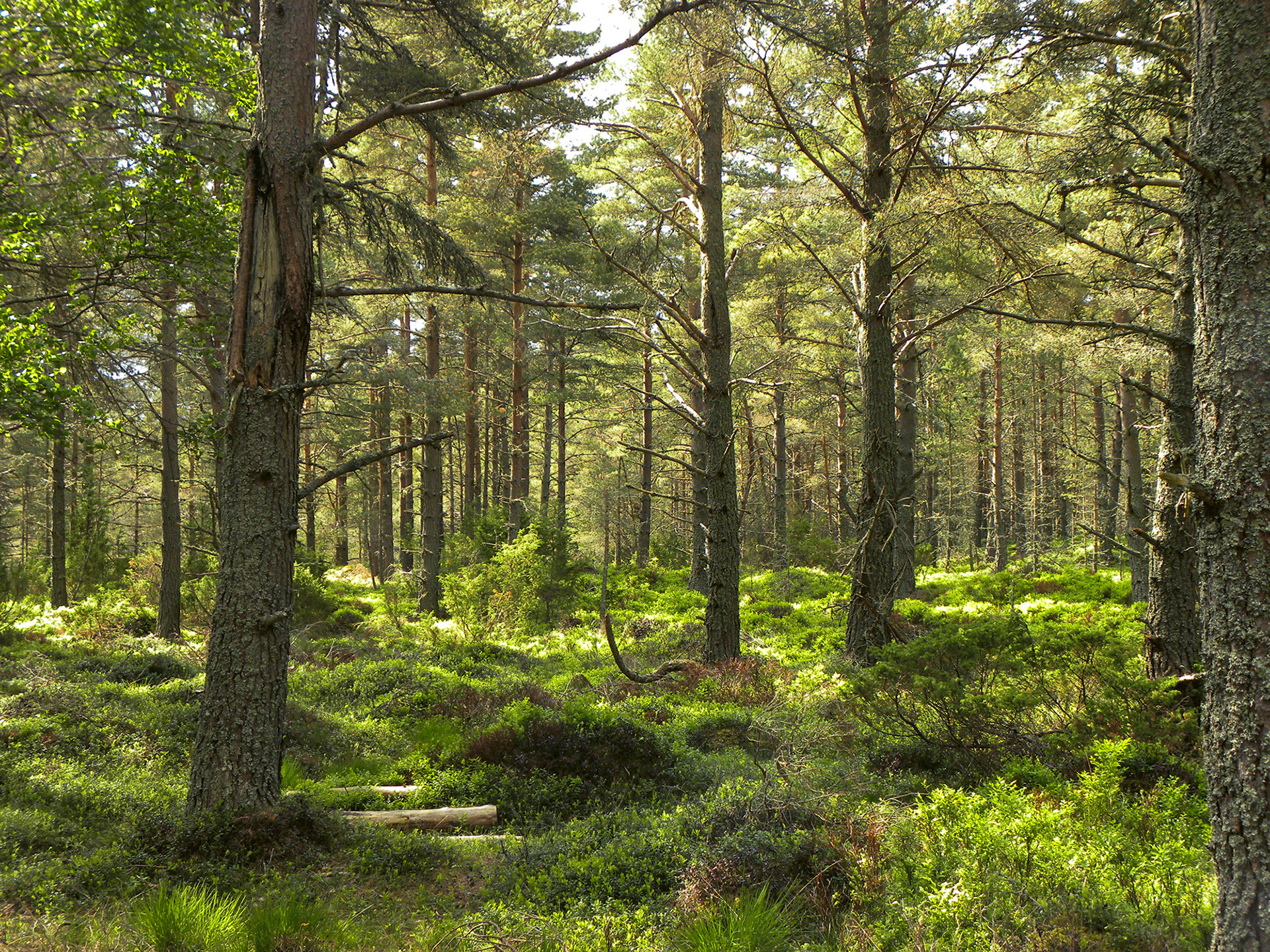 Wandeling - Boat of Garten