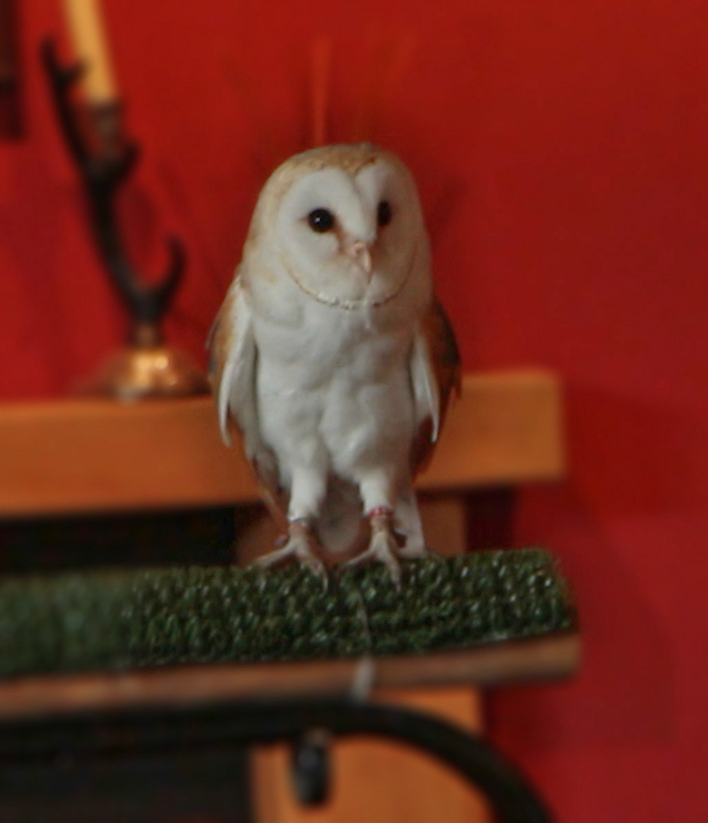 Barnowl 2