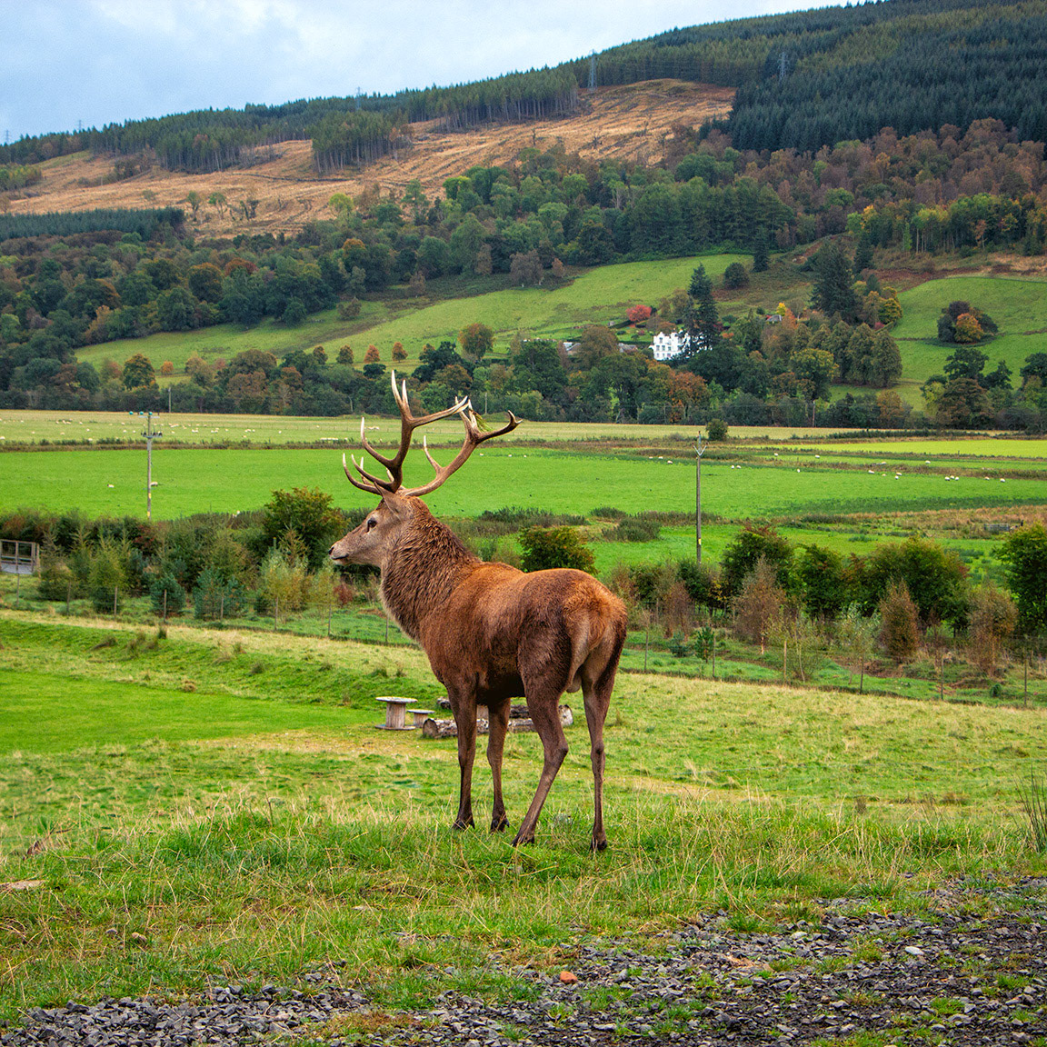 Red Deer
