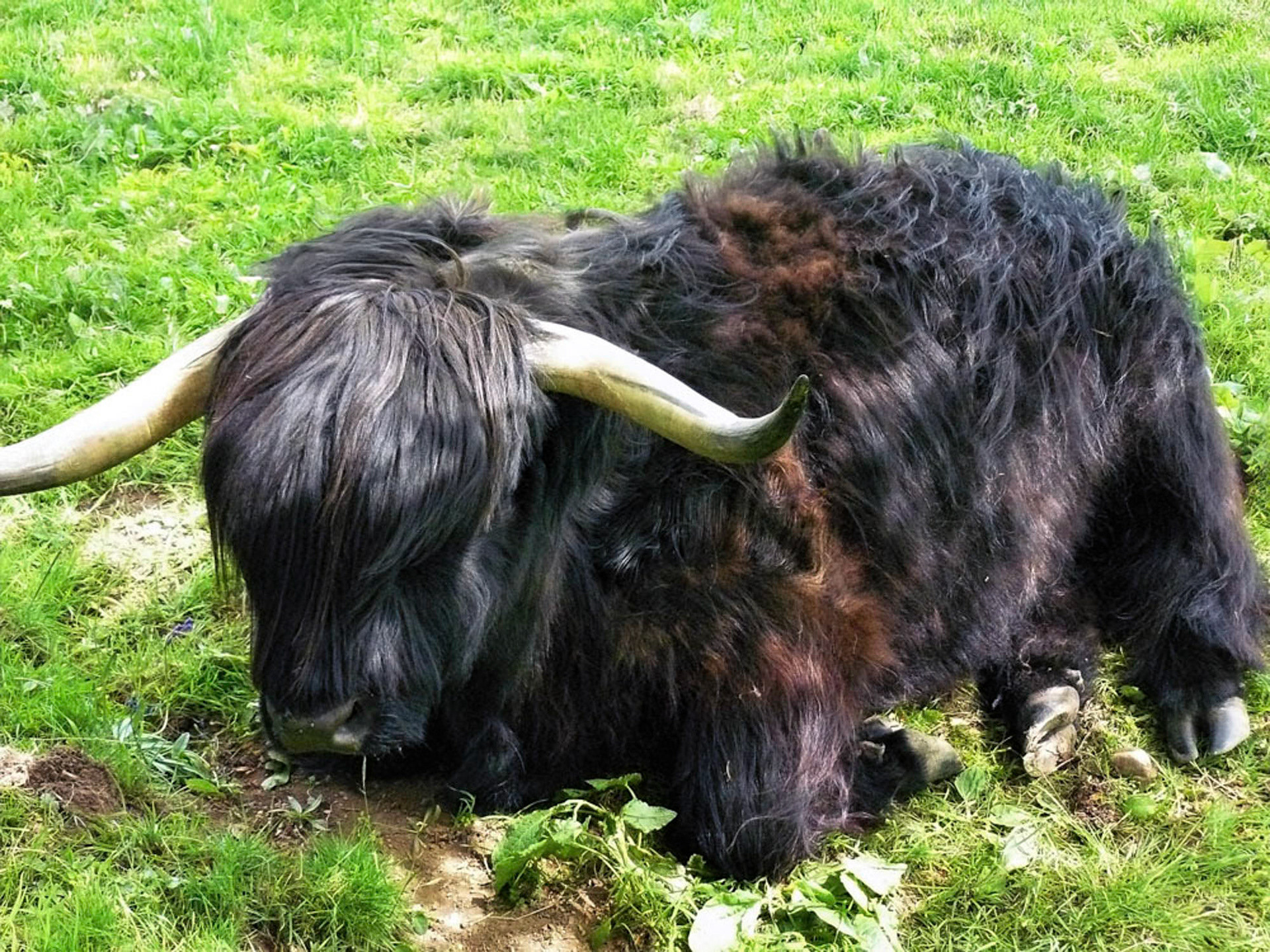 Arduaine Gardens - Plaatselijke inwoner