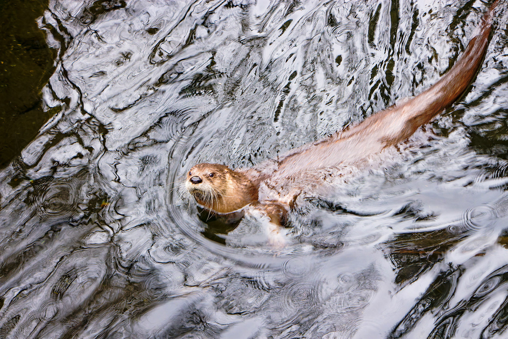 Rivierotter Lewis in Oban Sea life Sanctuary