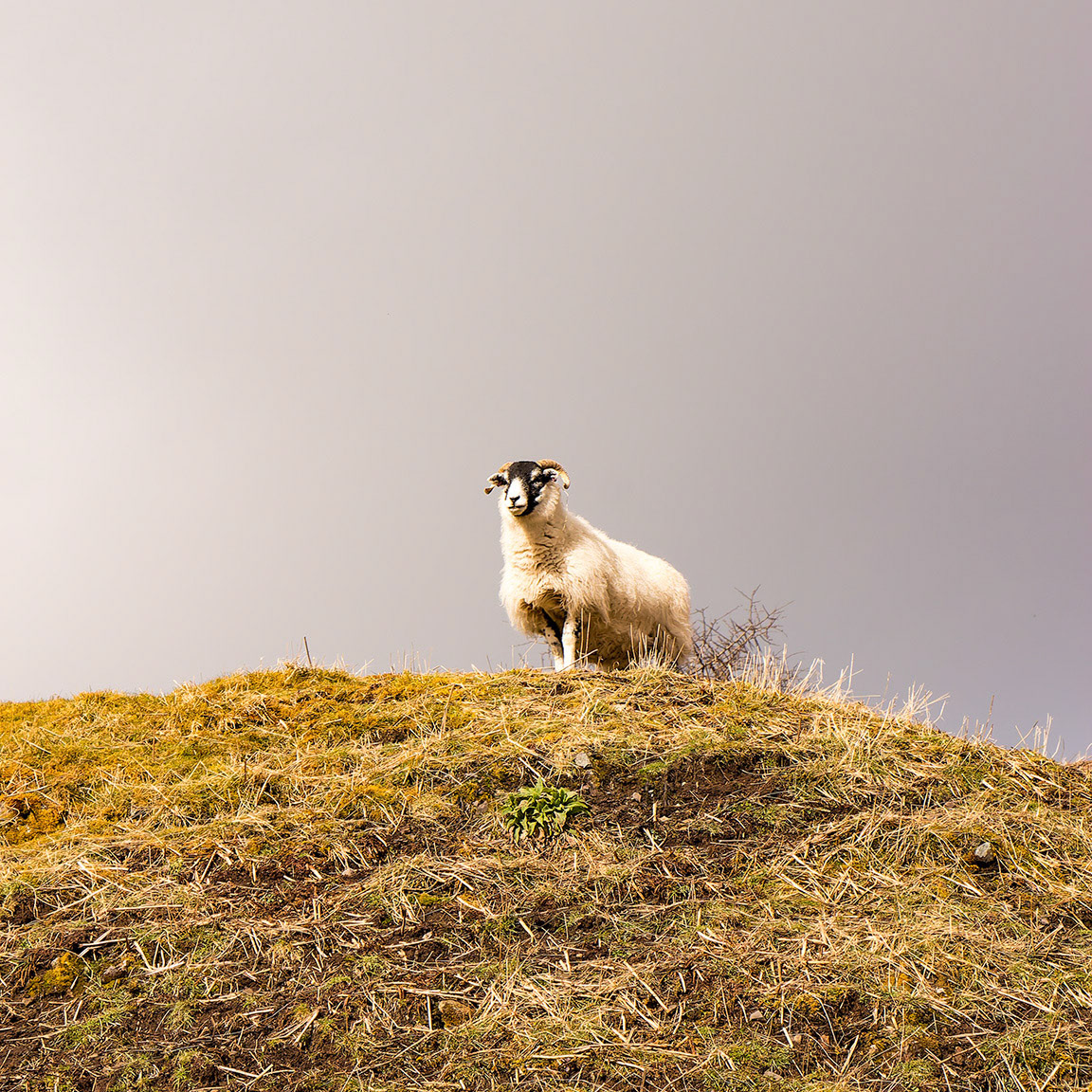 Ram gespot tijdens verkenning omgeving Logement