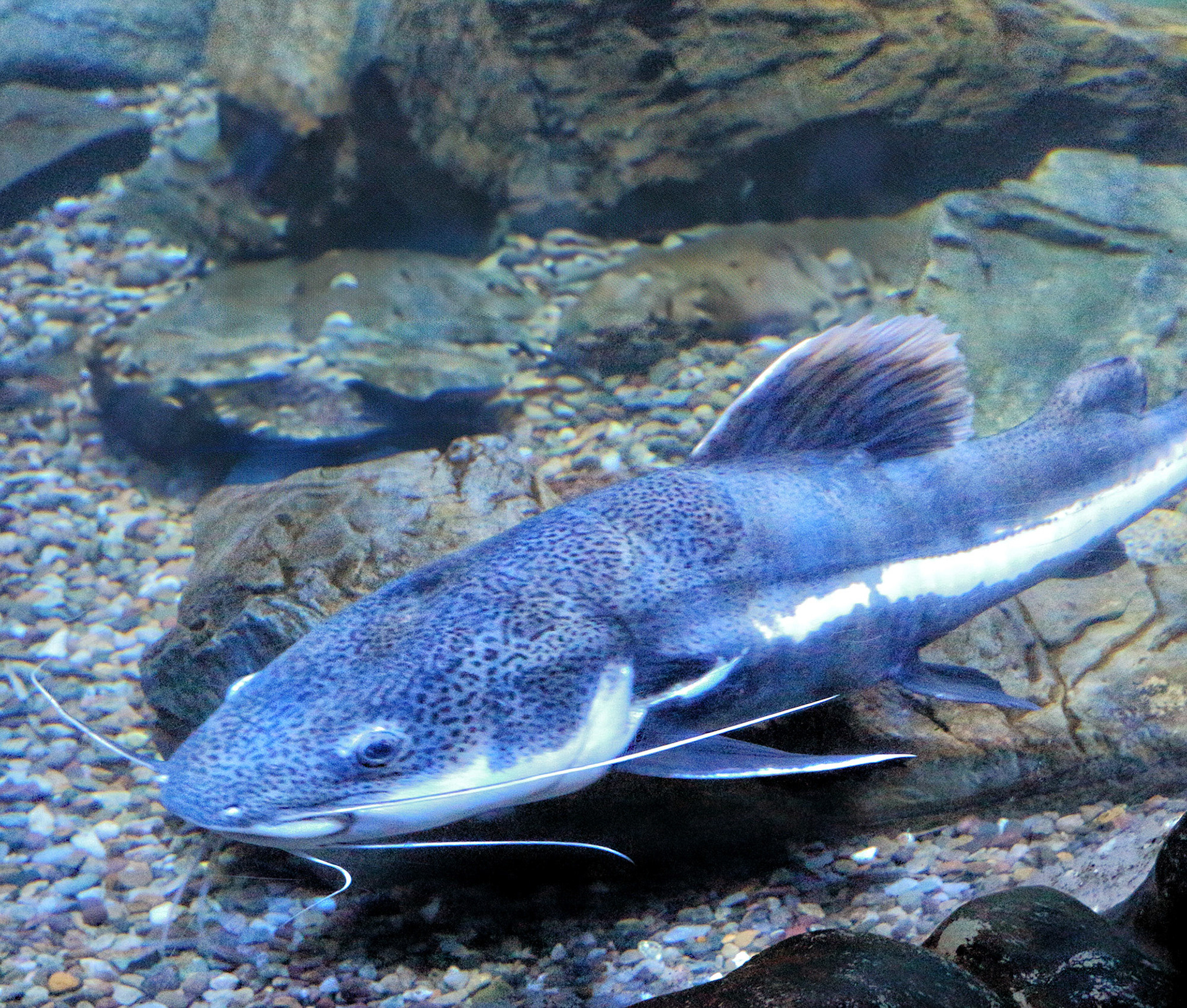 Catfish in Aquarium