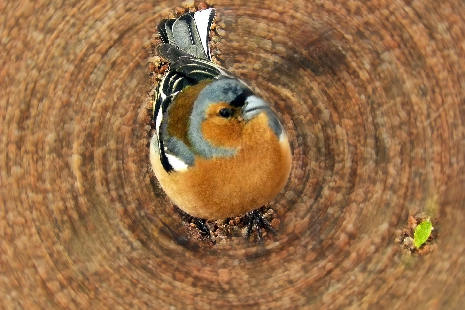 Vink in de tuin van Craigievar Casle