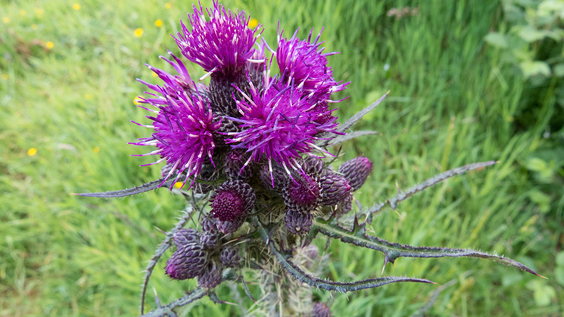 Nationaal symbool Schotland - de distel