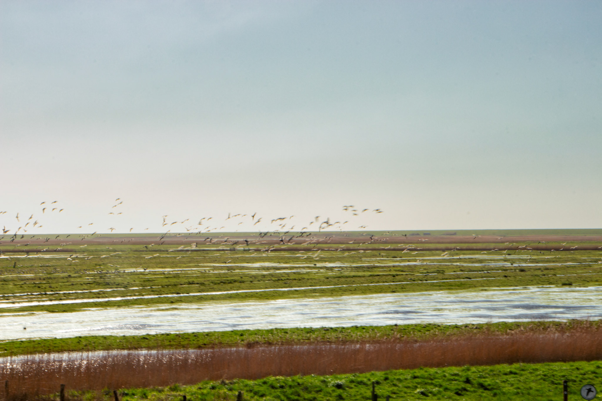 Hoyer trekvogels bij de sluis