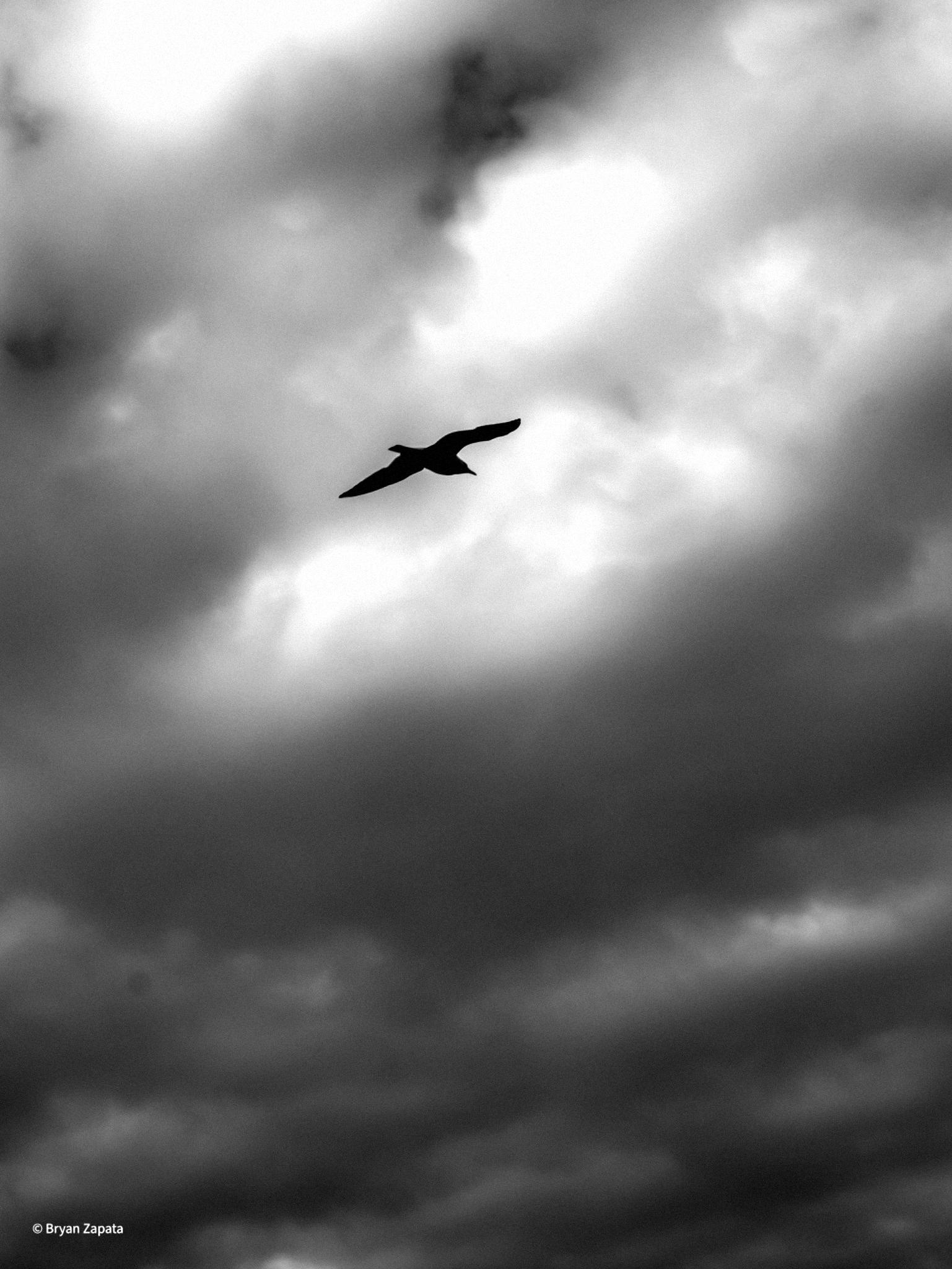 LET_ME_FREE