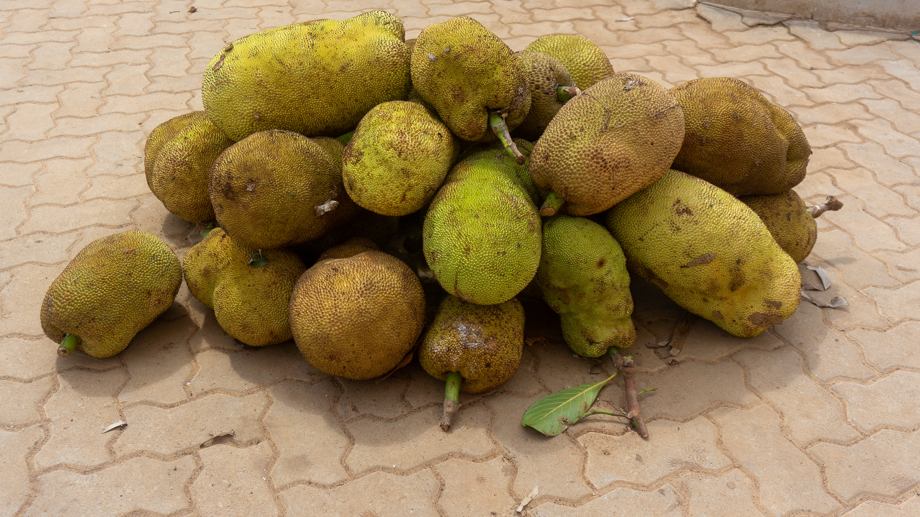 Breadfruit