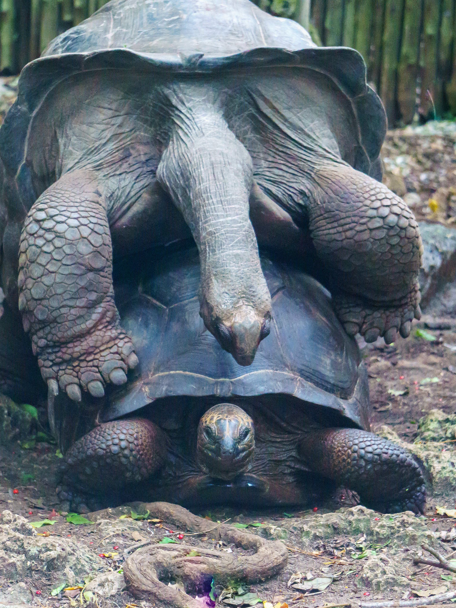 Turtles