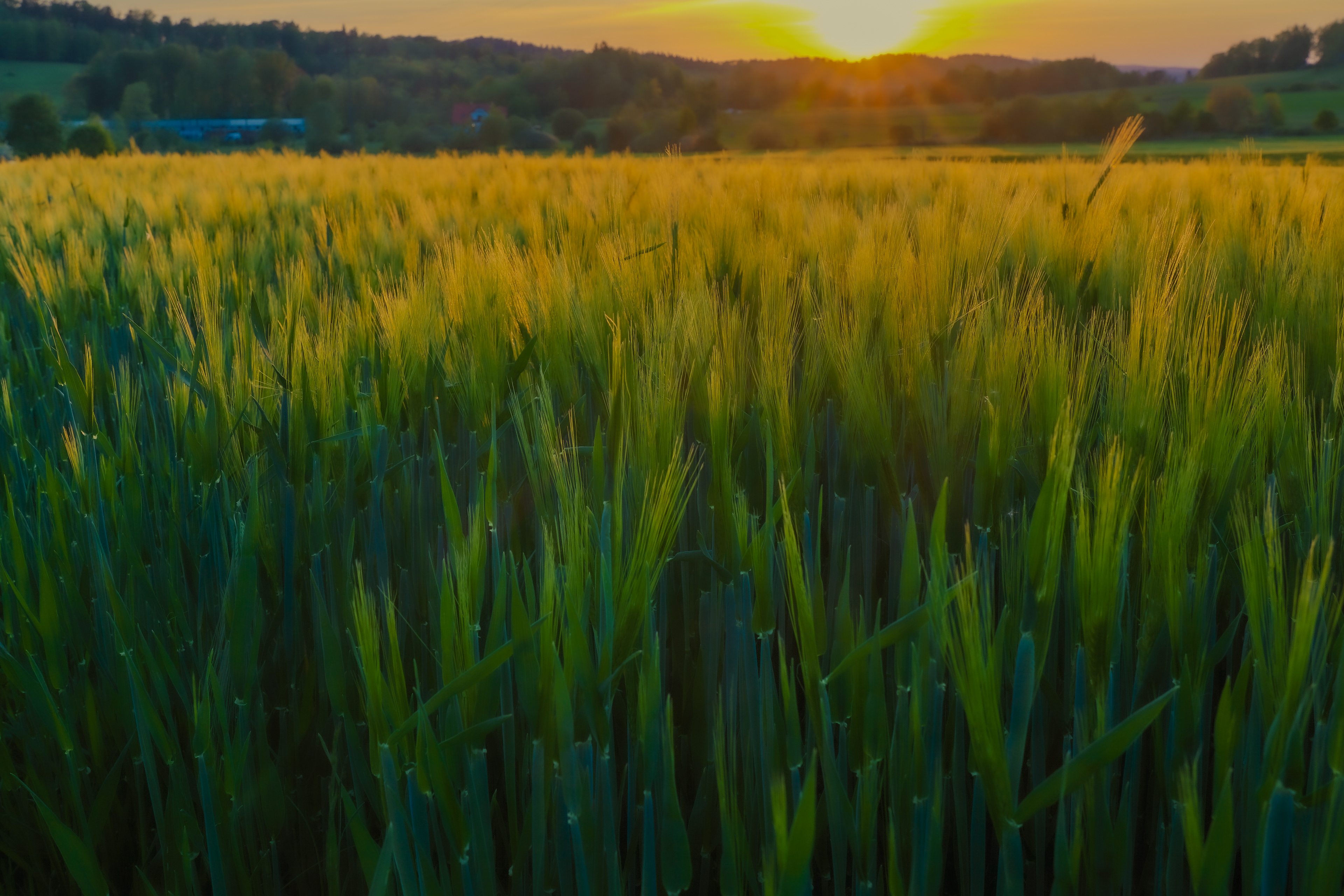 Grass on sunrise in Jeżów