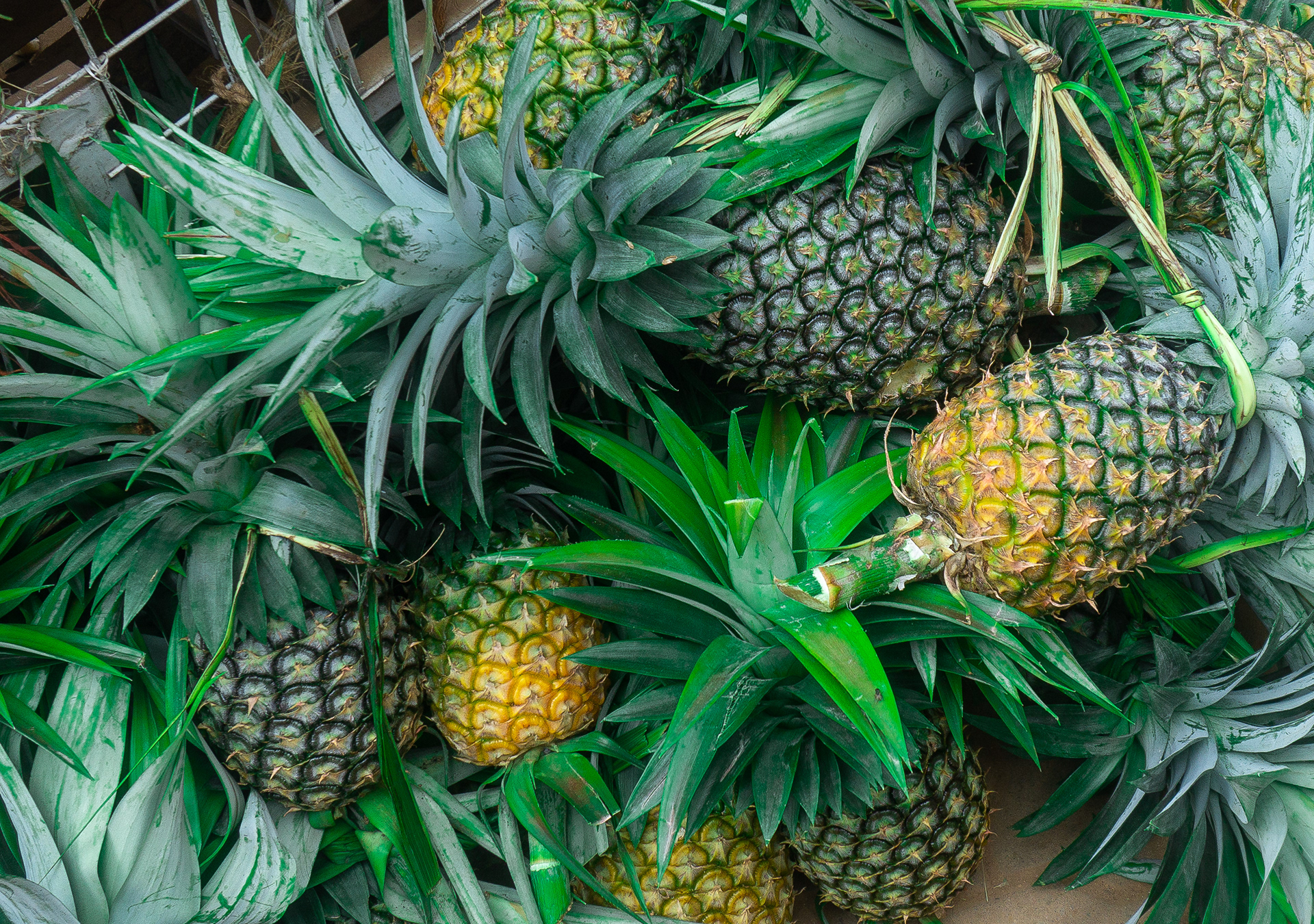 Pineapple