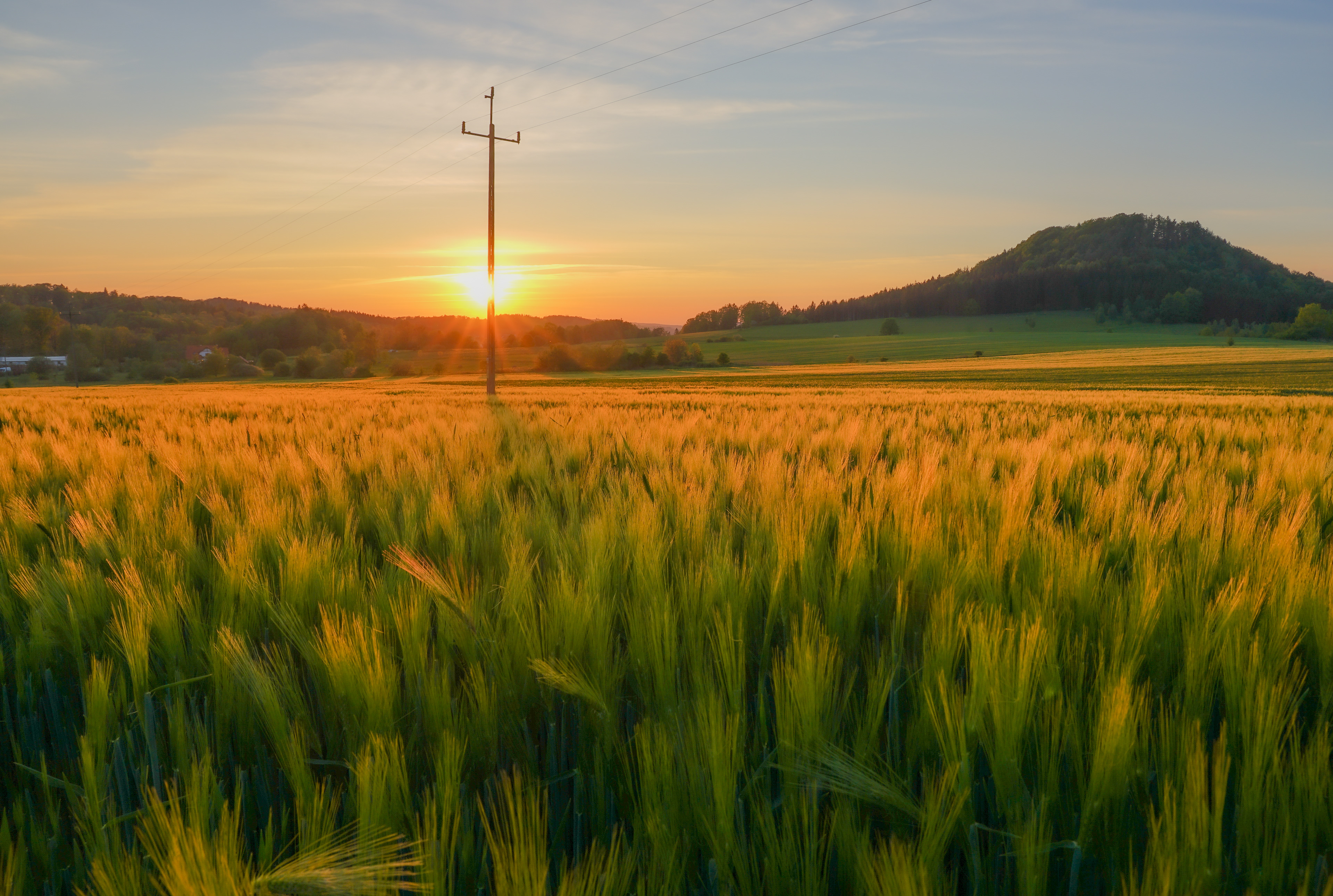 Grass on sunrise in Jeżów II