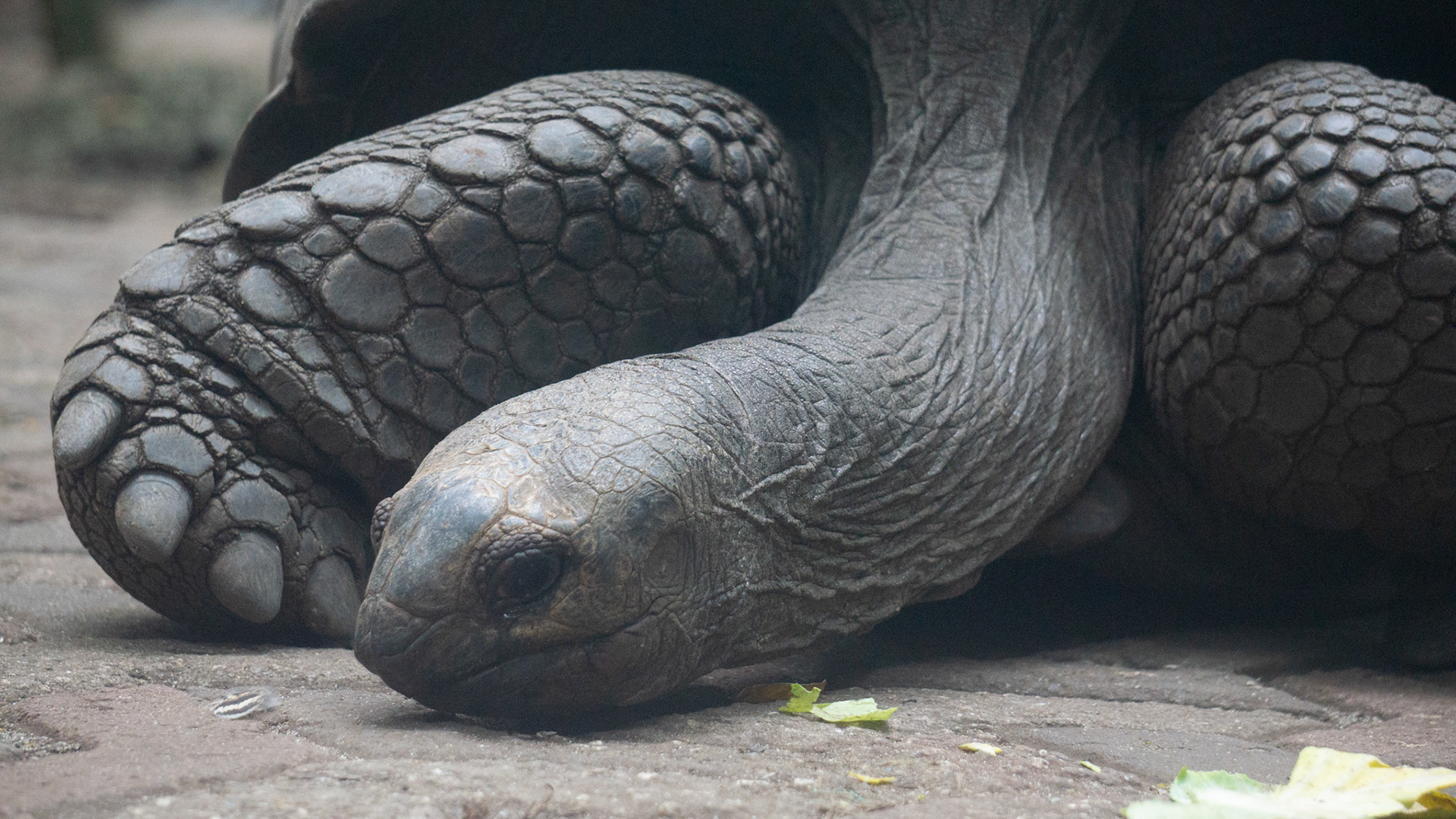 Turtle