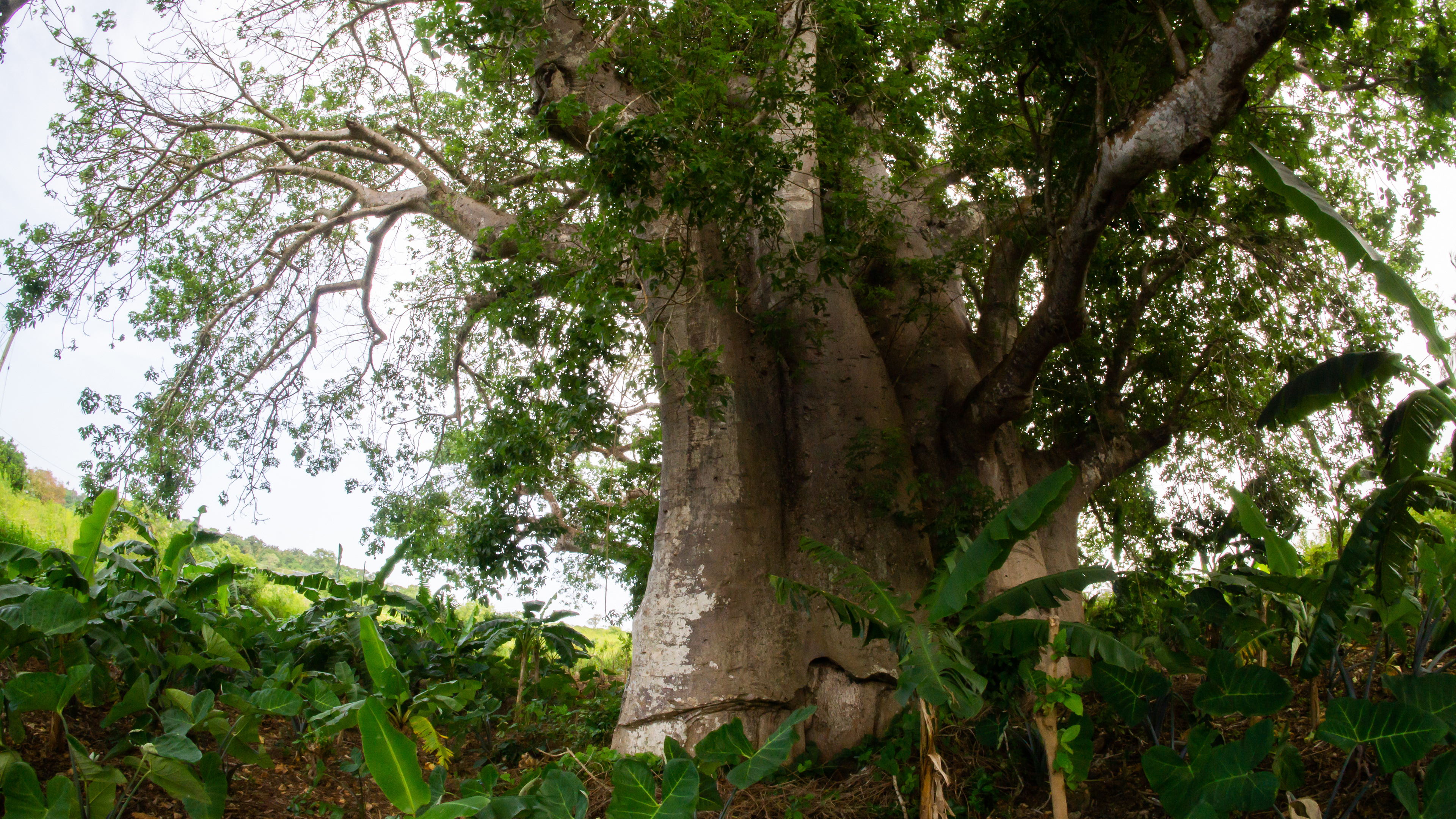 Baobab