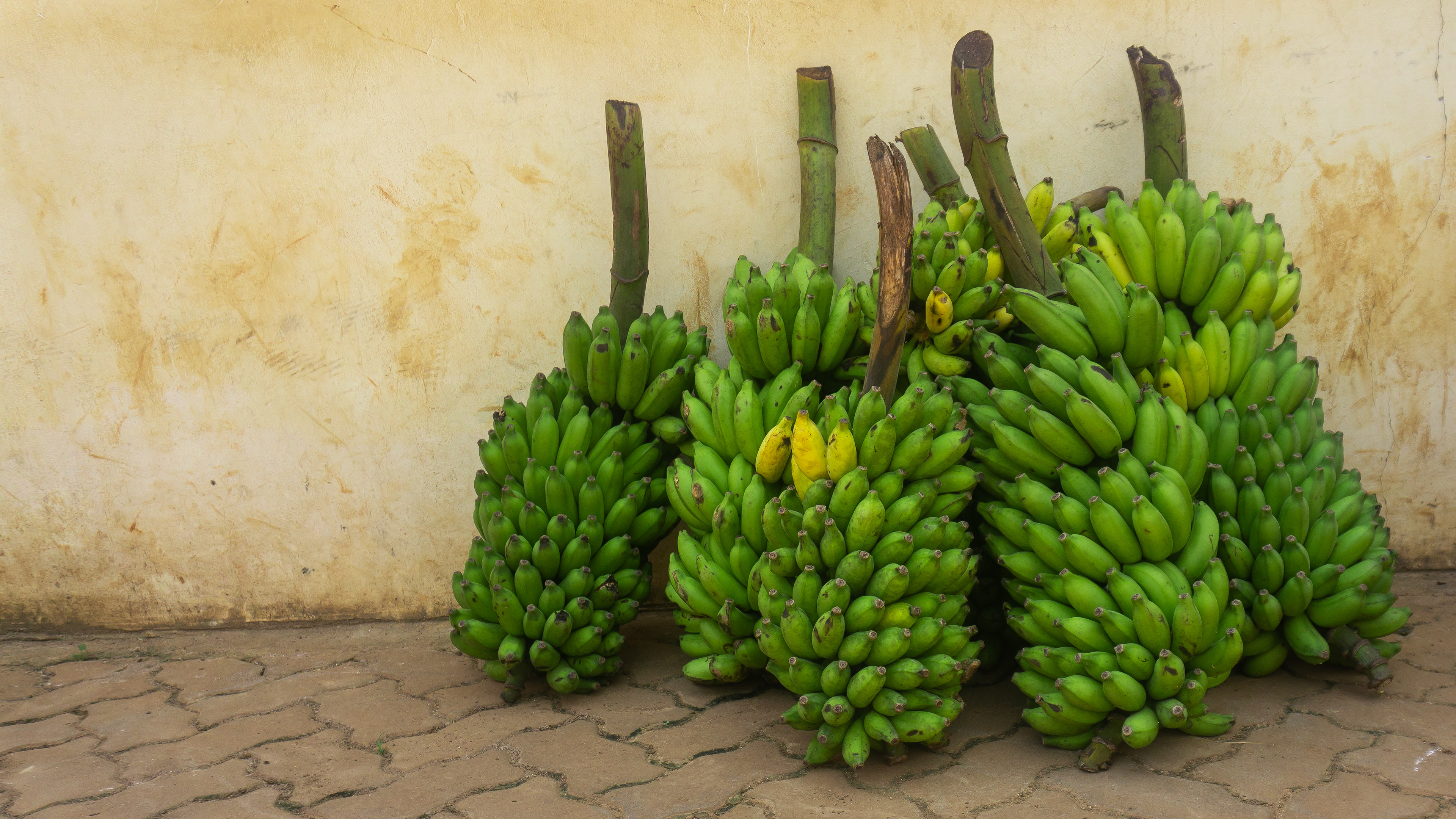 Bananas for sale