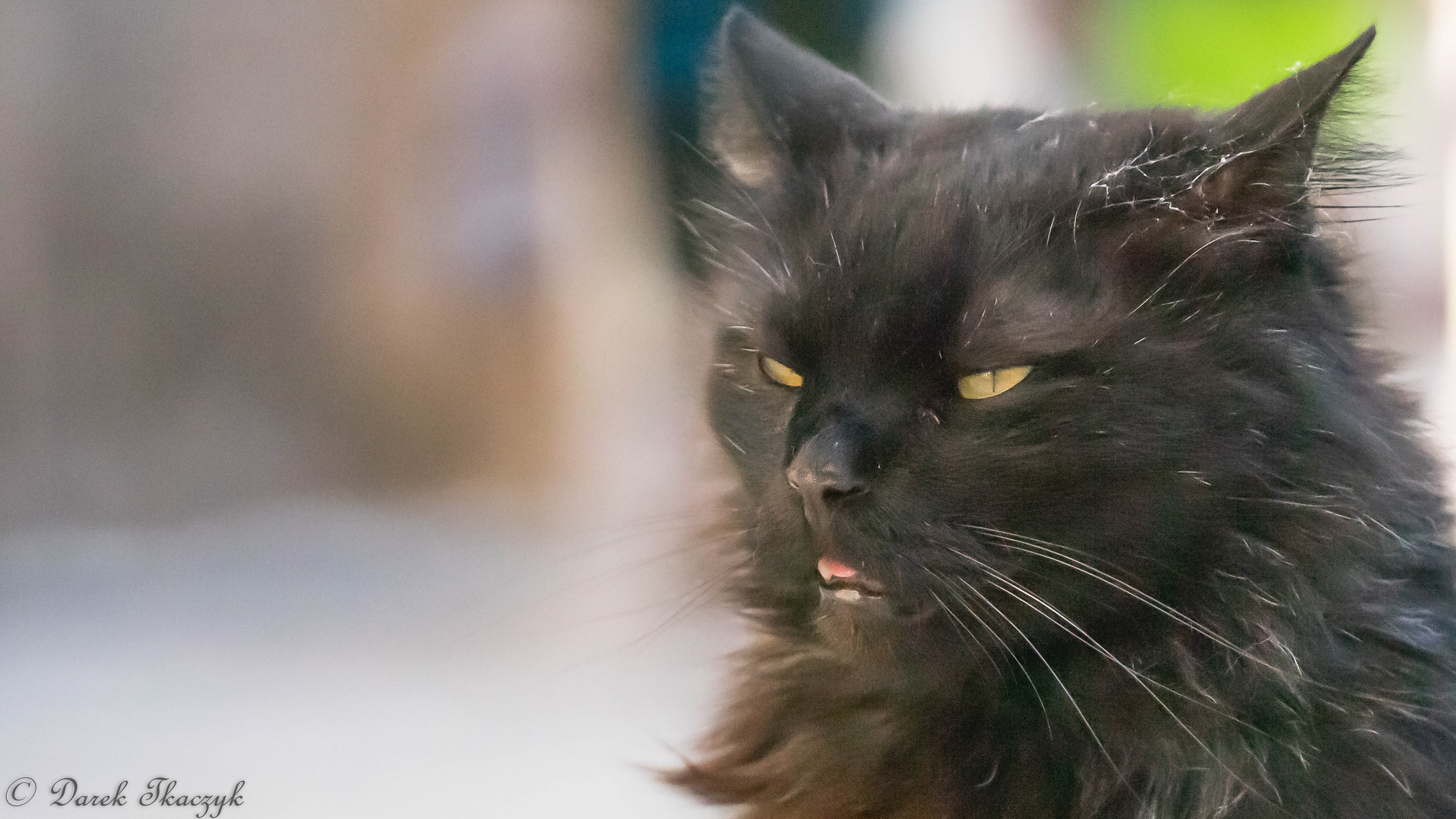 Bad cat
