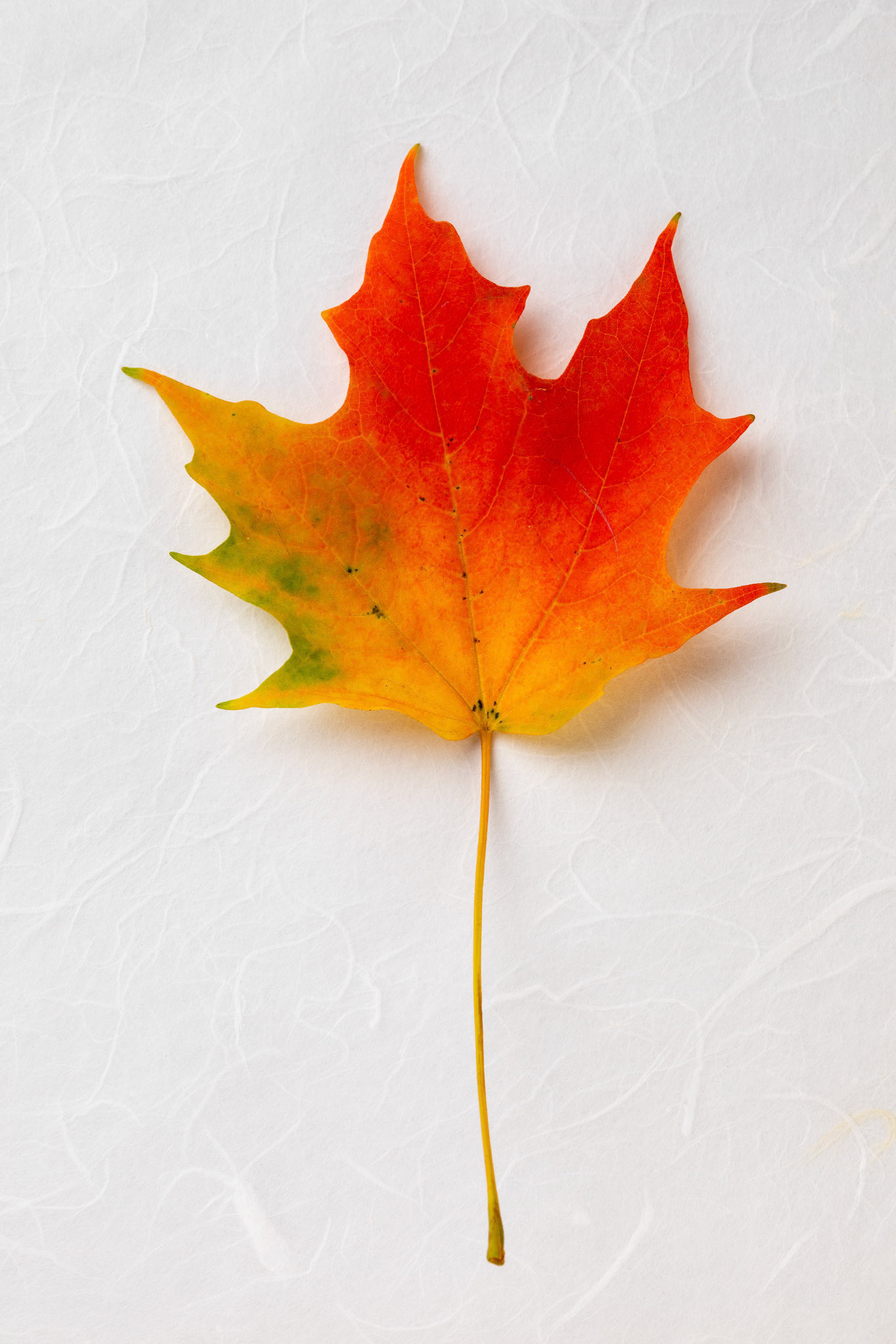 Studio Shot of Intense Fall Foliage Leaf