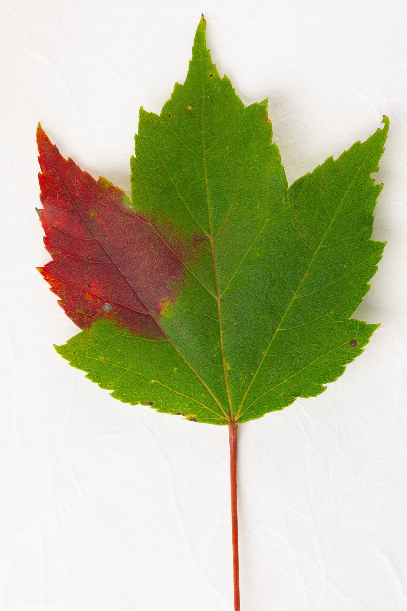 Studio Shot of Two-Toned Maple leaf