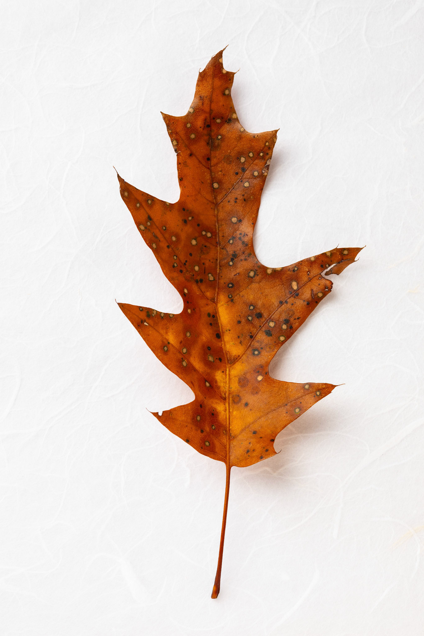 Studio Shot of Aging Oak Leaf in Autumn