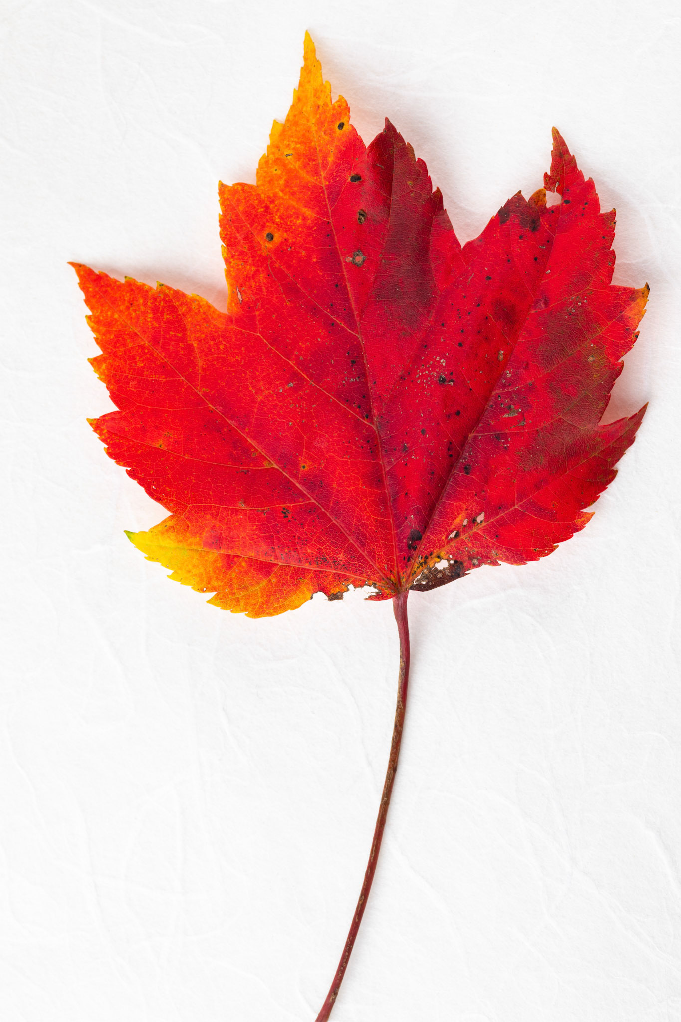 Studio Shot of Bright, Red Leaf