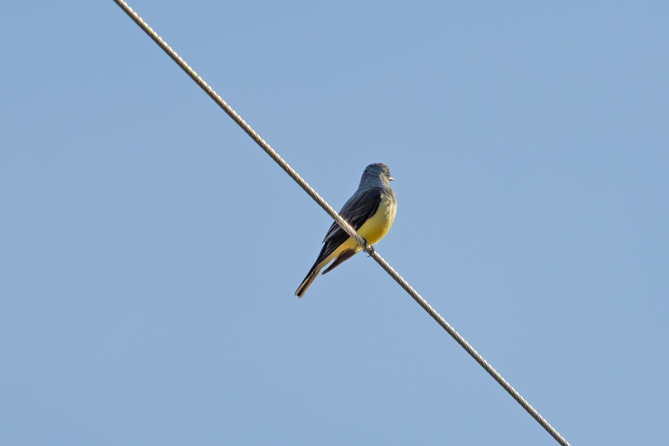 Western Kingbird