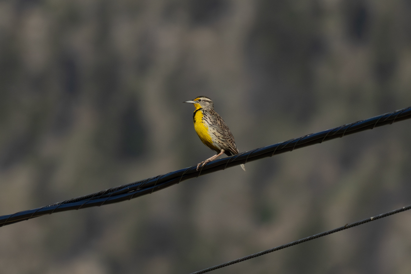 Western Meadowlark