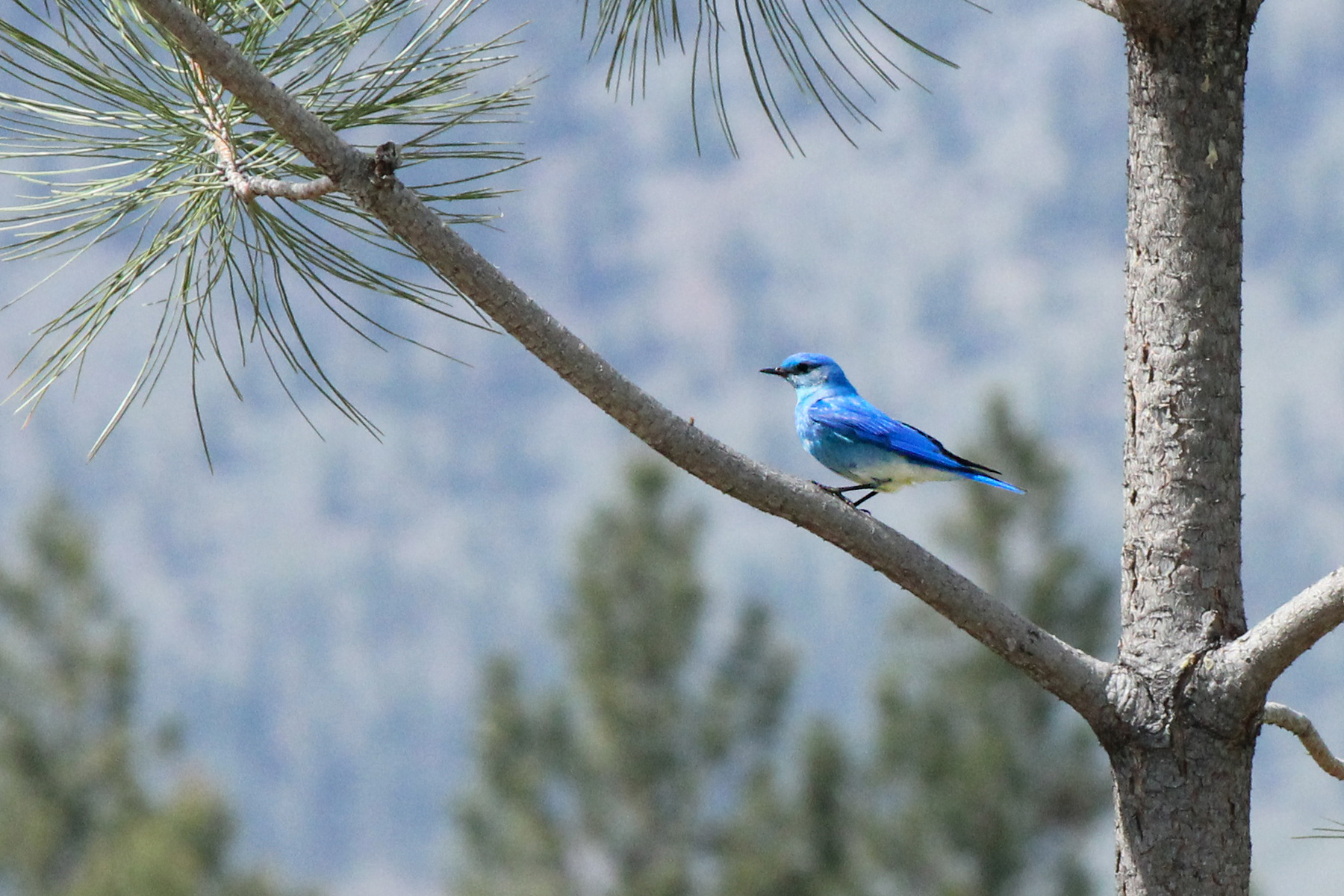 "Gotcha" - Mountain Bluebird on 17th hole @Eaglepoint GC