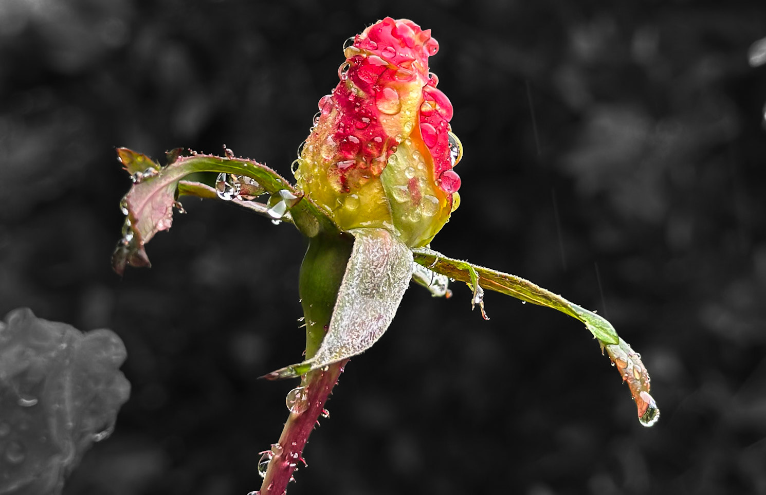 January: 2022 concluded with some serious rain