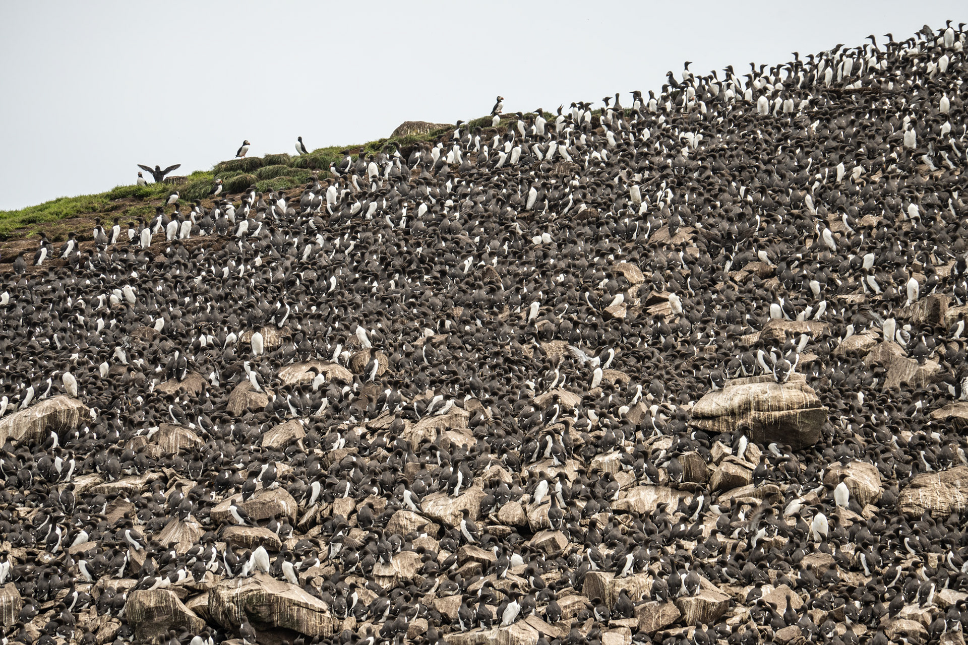 Common Murres & Puffins