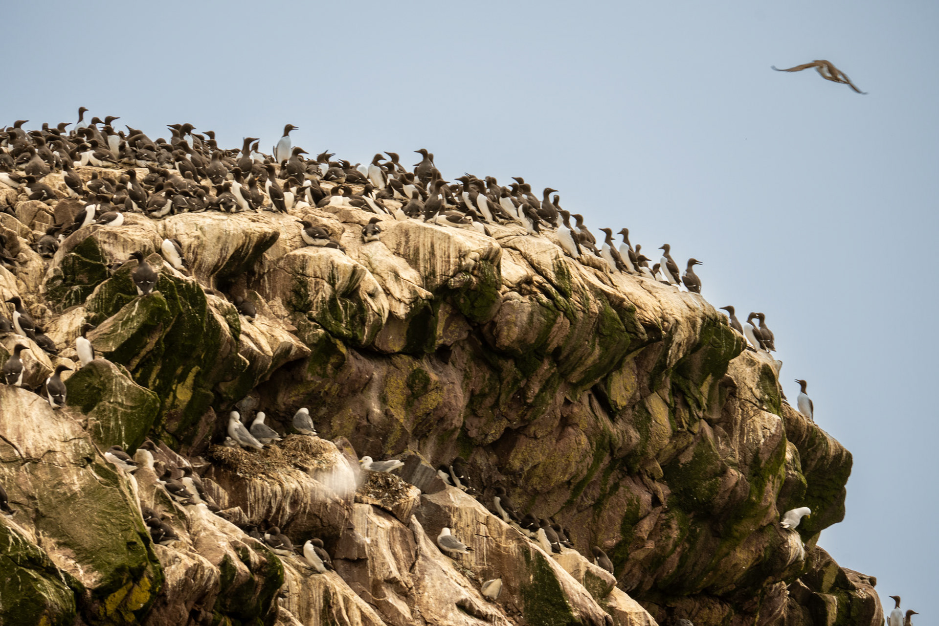 Common Murres