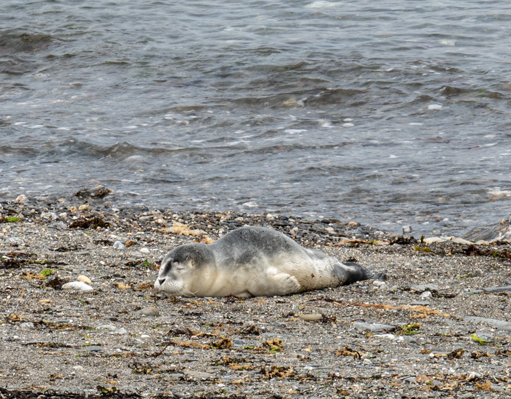 Seal Pup