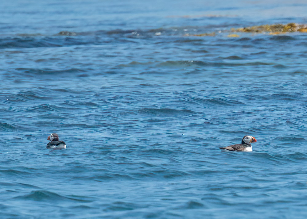 Puffins!