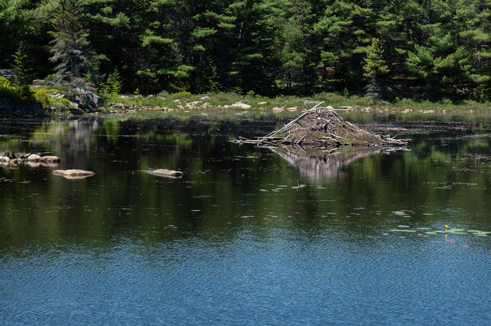 Beaver Pond, Acadia National Park