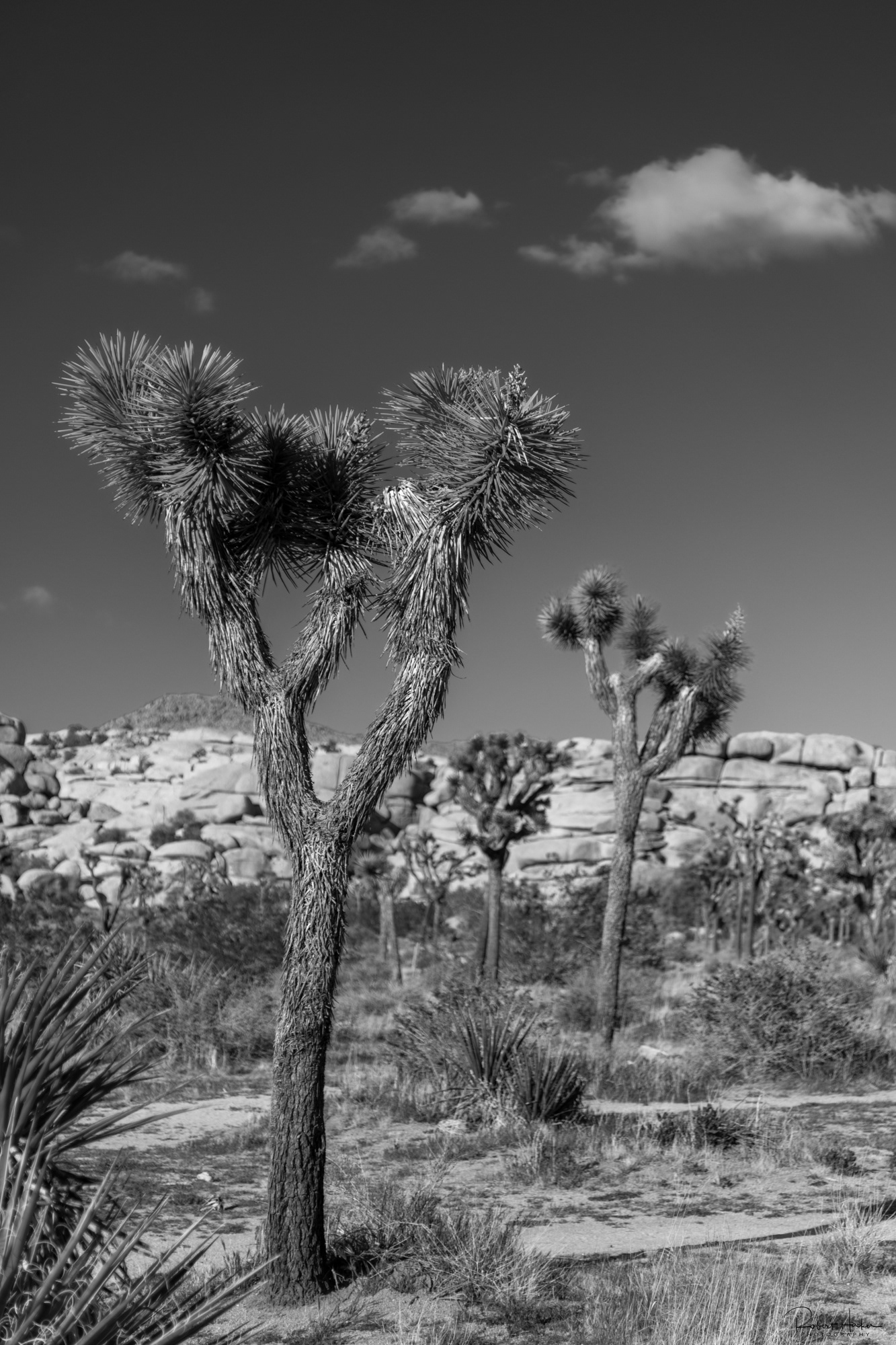 Barker Dam Loop, Joshua Tree National Park, California