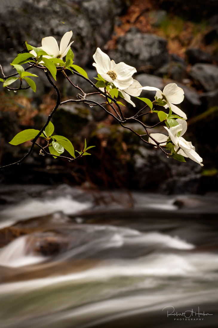 Dogwood Blossoms over the Merced River