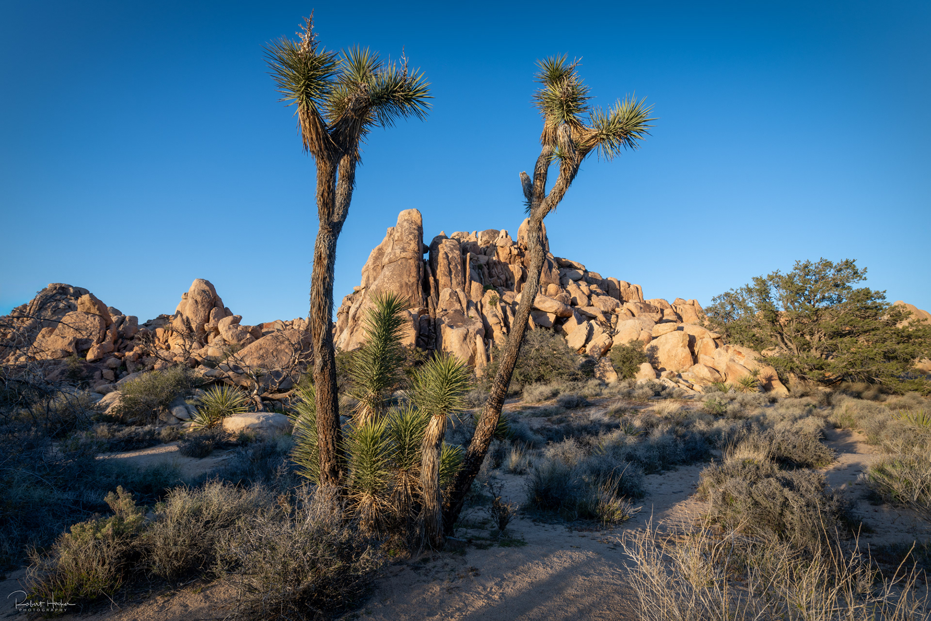 Hidden Valley area, Joshua Tree National Park, California