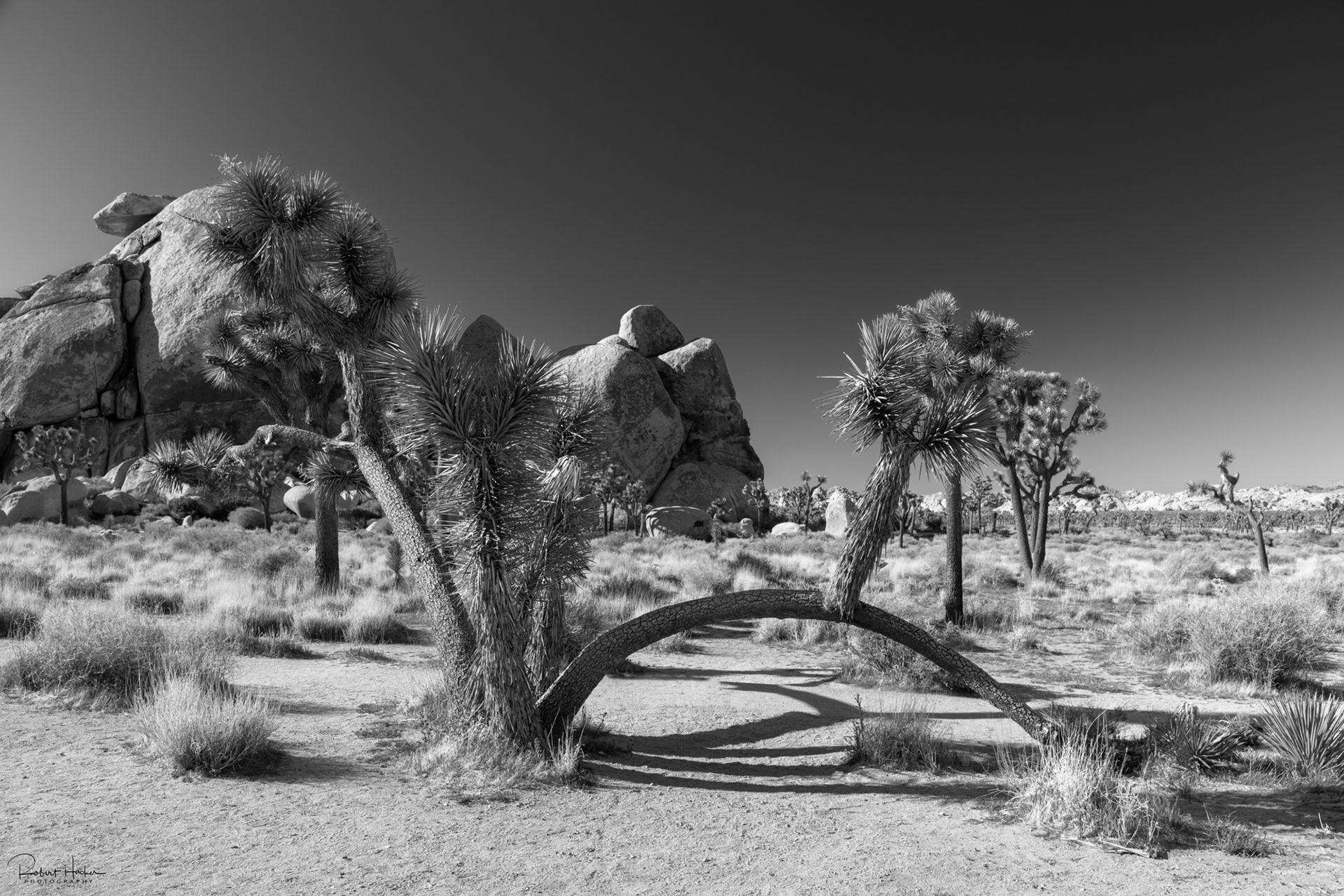 Cap Rock Loop, Joshua Tree National Park, California