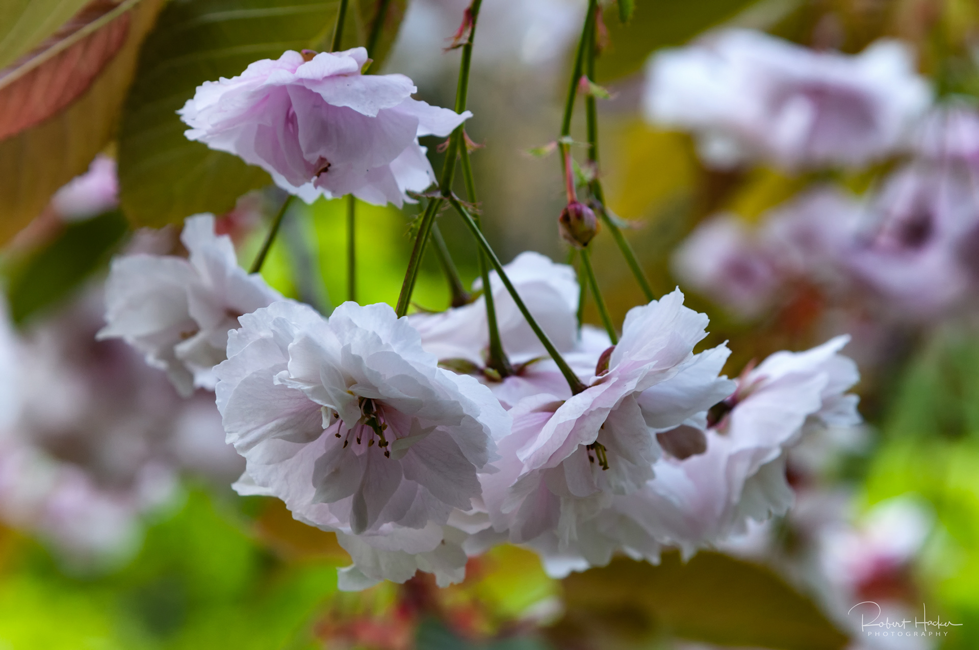 Cherry blossoms, Buchart Gardens, Victoria, BC, Canada