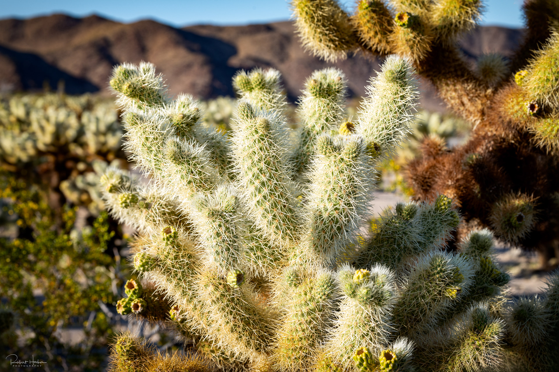 Cholla Cactus Garden, Joshua Tree National Park, California