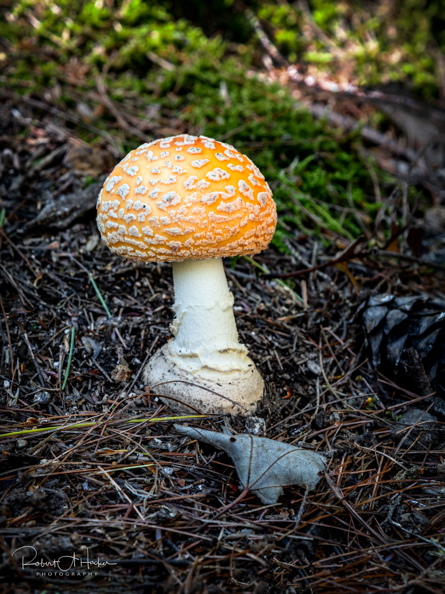 Amanita muscaria fungus growing on the forest floor near Diana's Baths, Very Poisonous