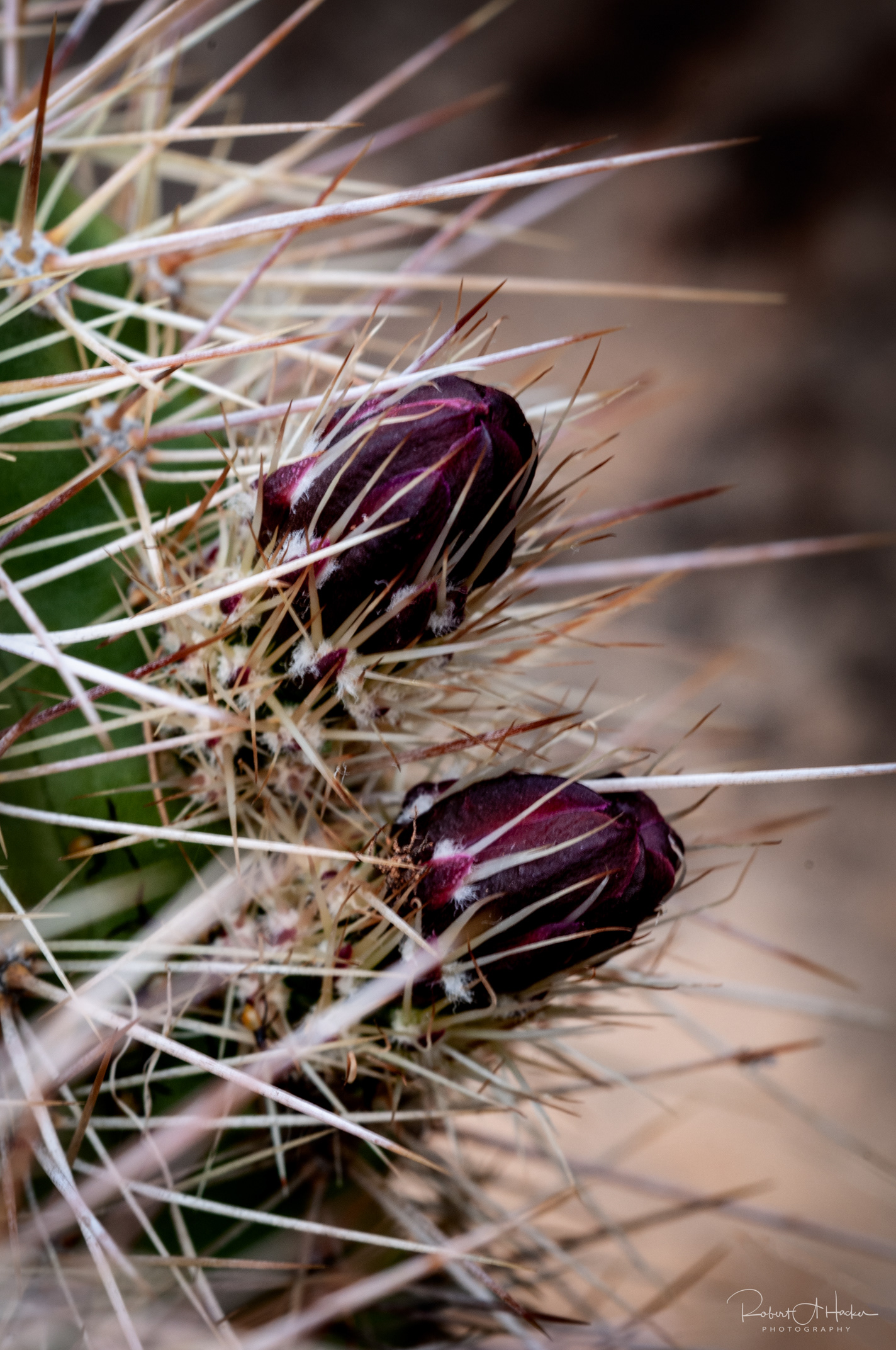 Doe Mountain, Sedona AZ