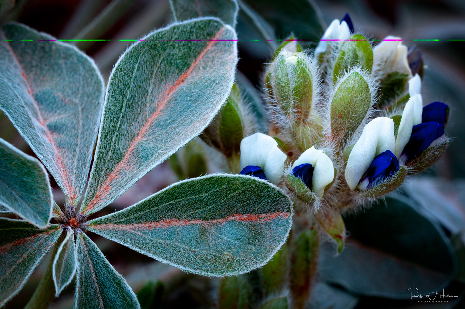 Lupines, Sedona AZ