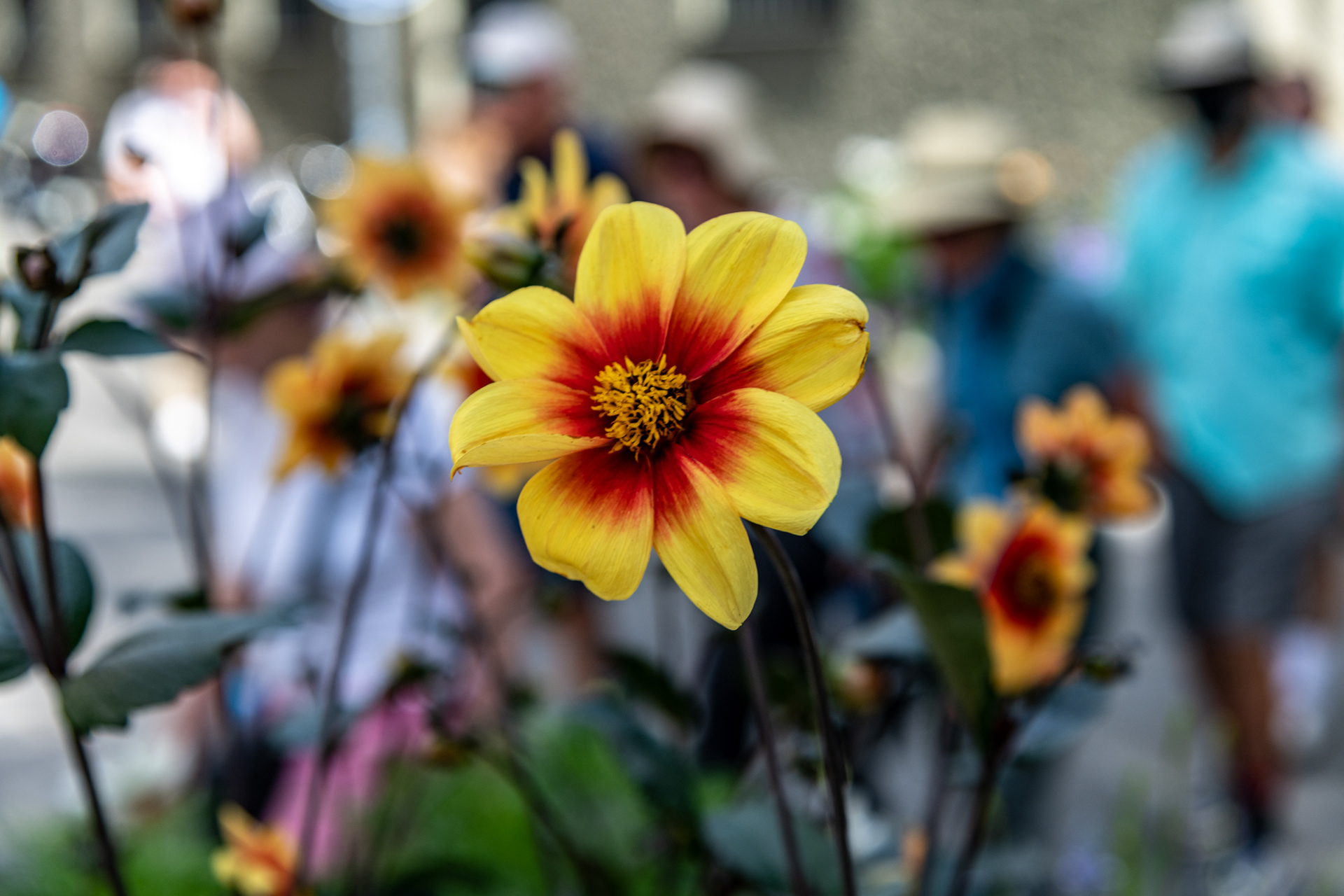 Moonfire Dahlia in the Viktualienmarkt