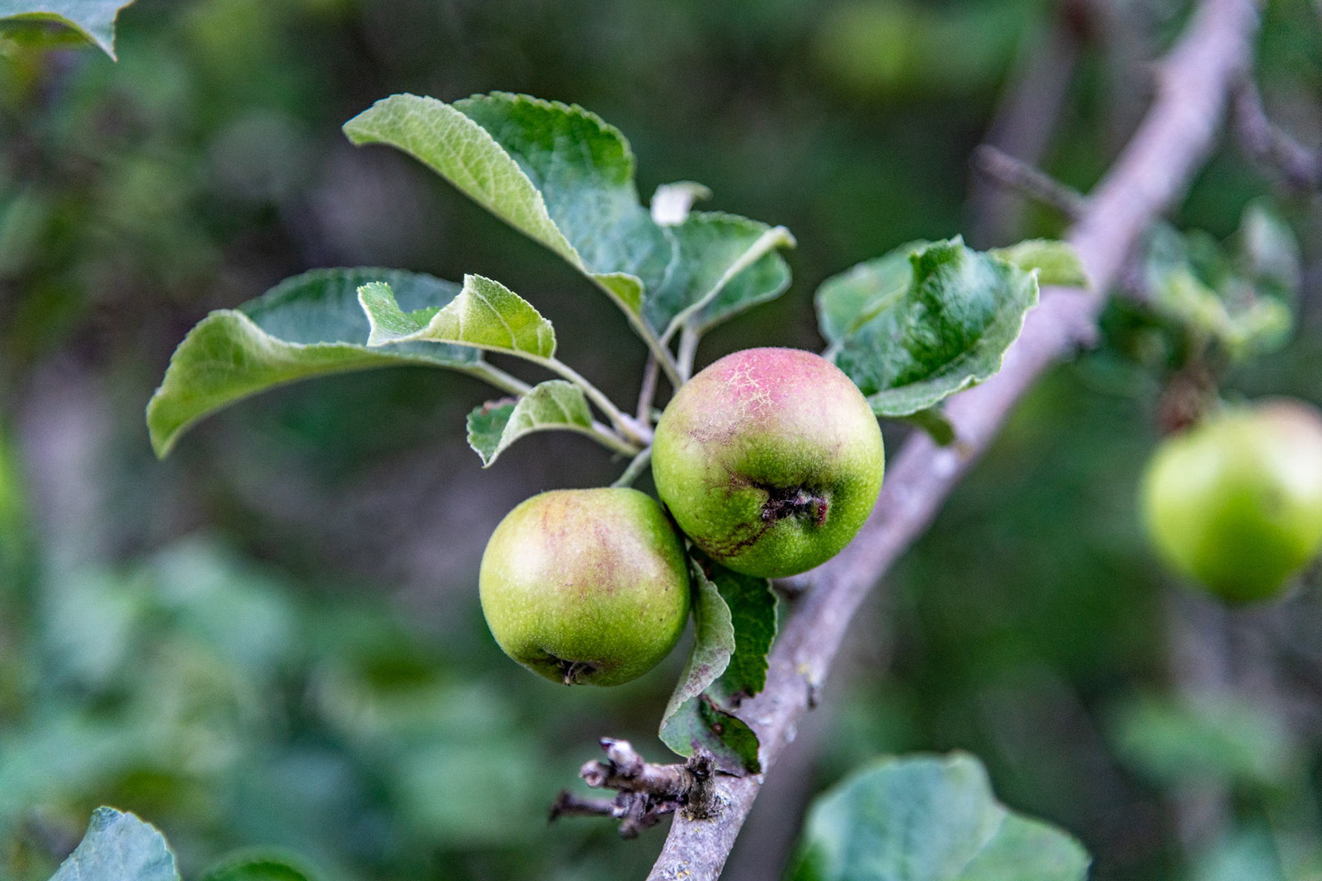 Paradise Apples