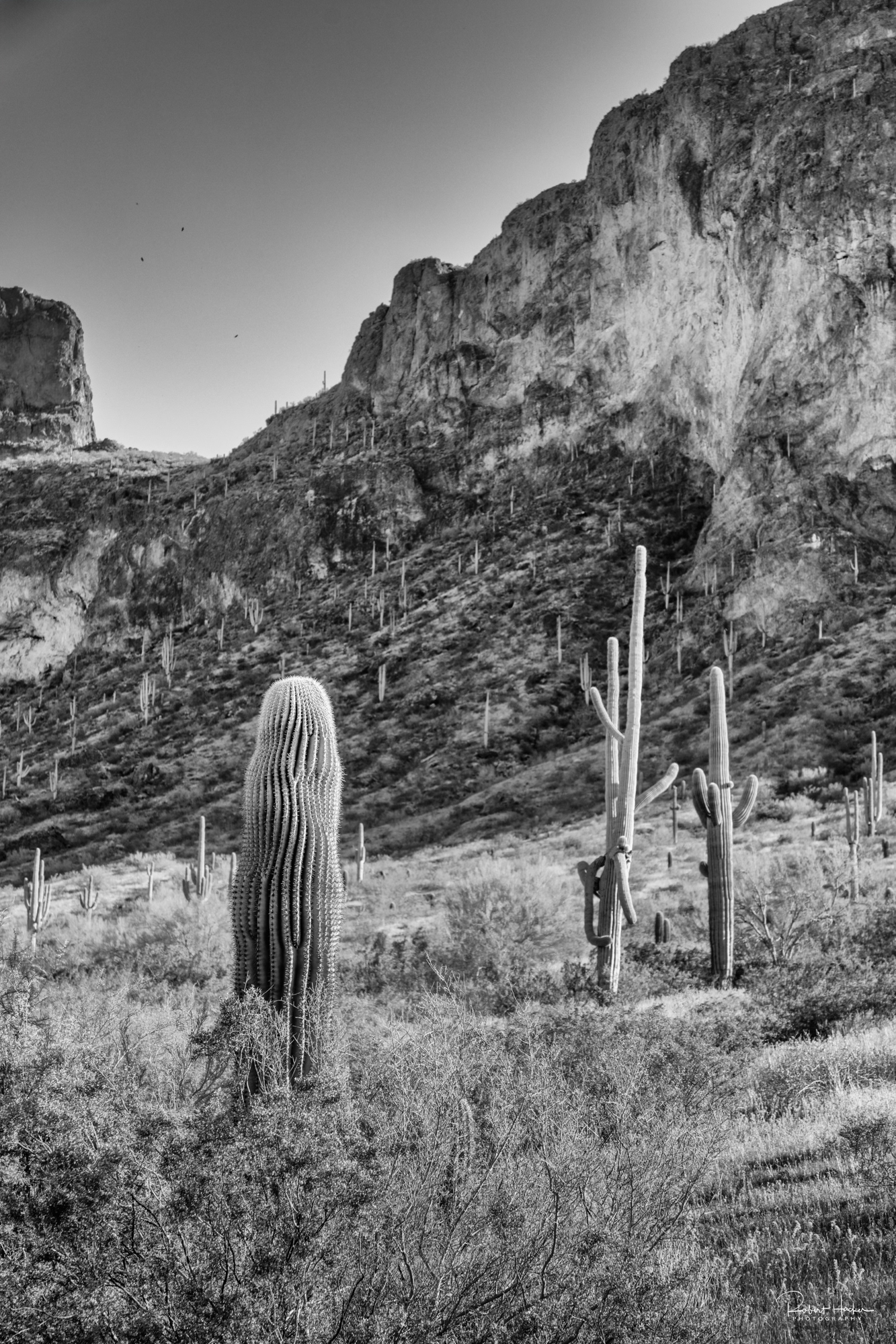 Picacho Peak State Park Landscape, Arizona