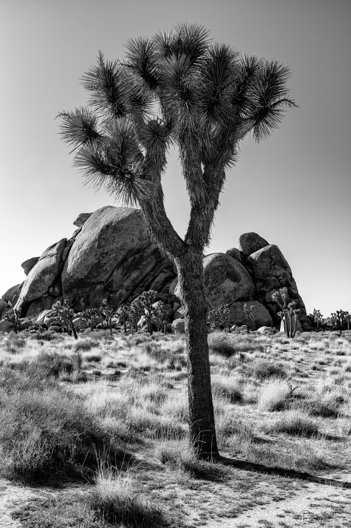 Cap Rock Loop, Joshua Tree National Park, California