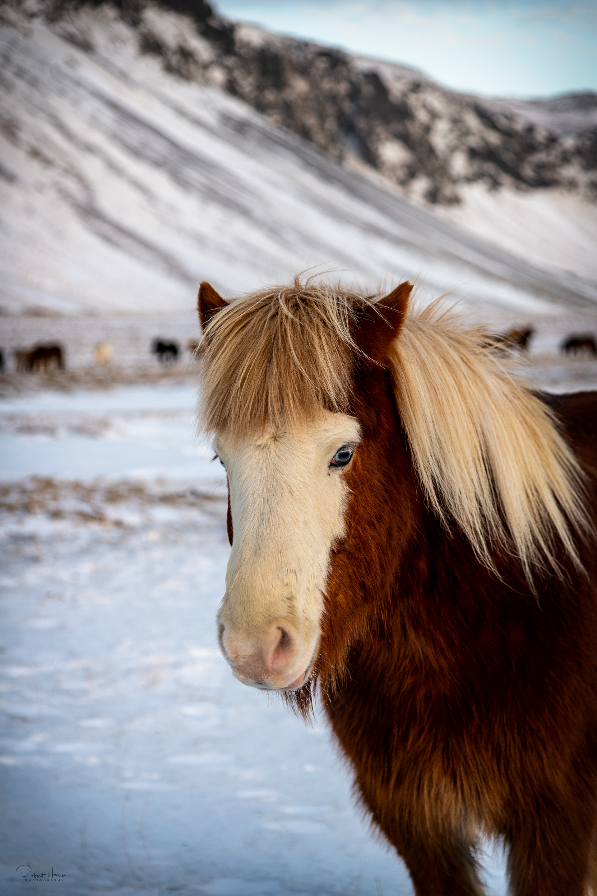 Icelandic horse
