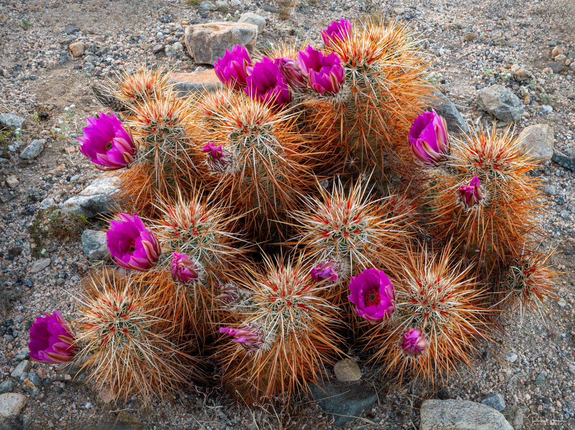 Cholla Cactus Garden, Joshua Tree National Park, California