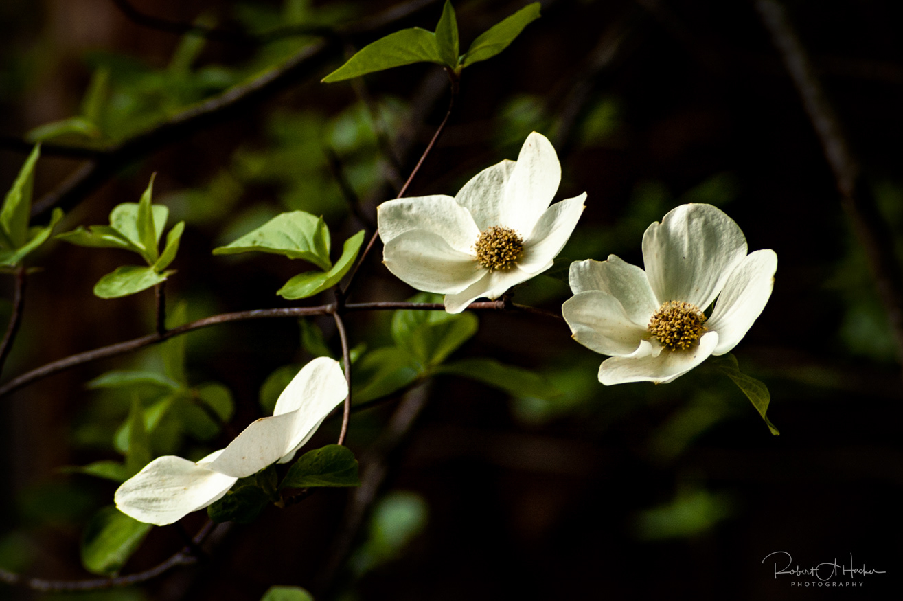 Dogwood Blossoms