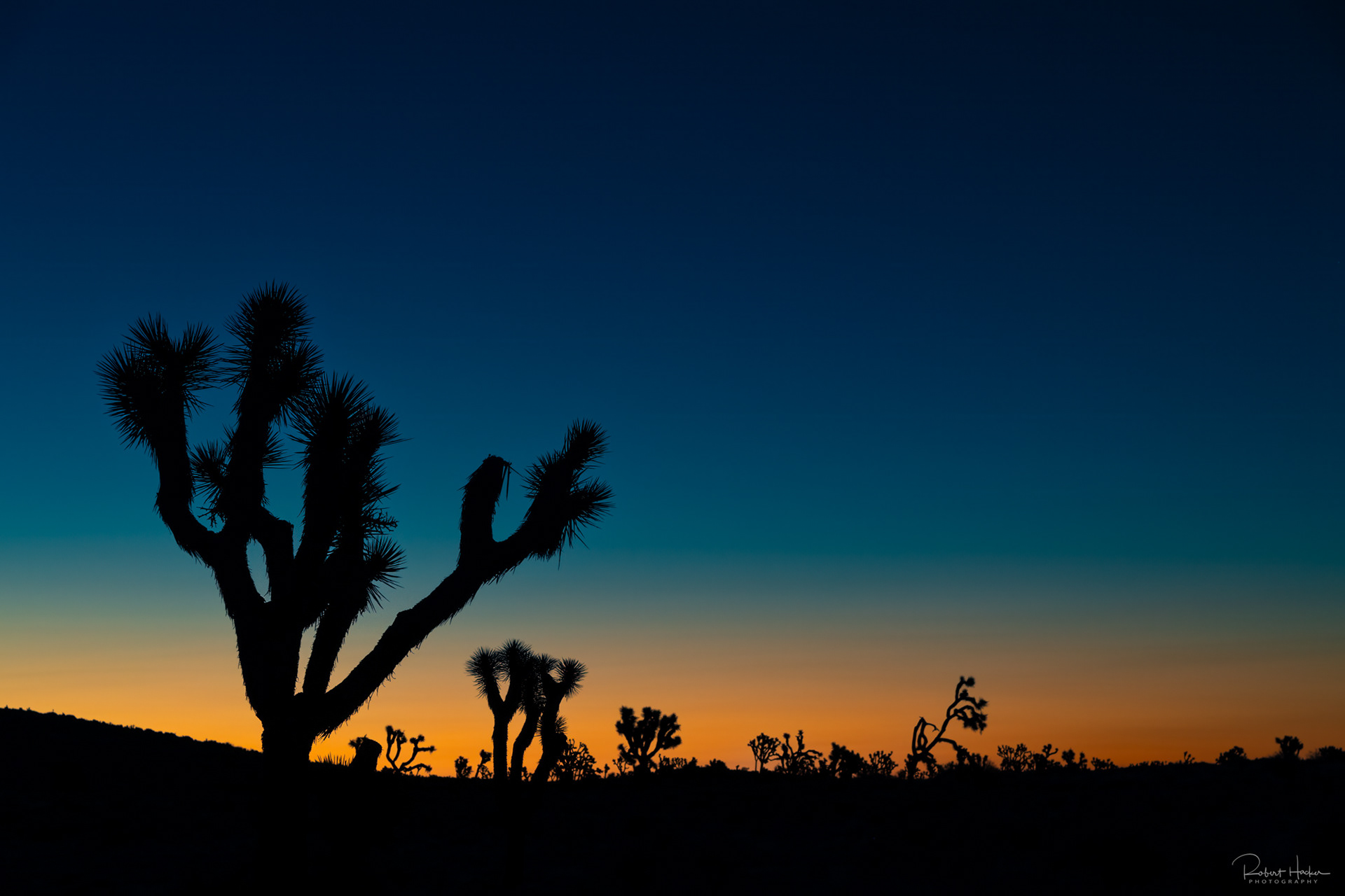 Pre-dawn, Joshua Tree National Park, California